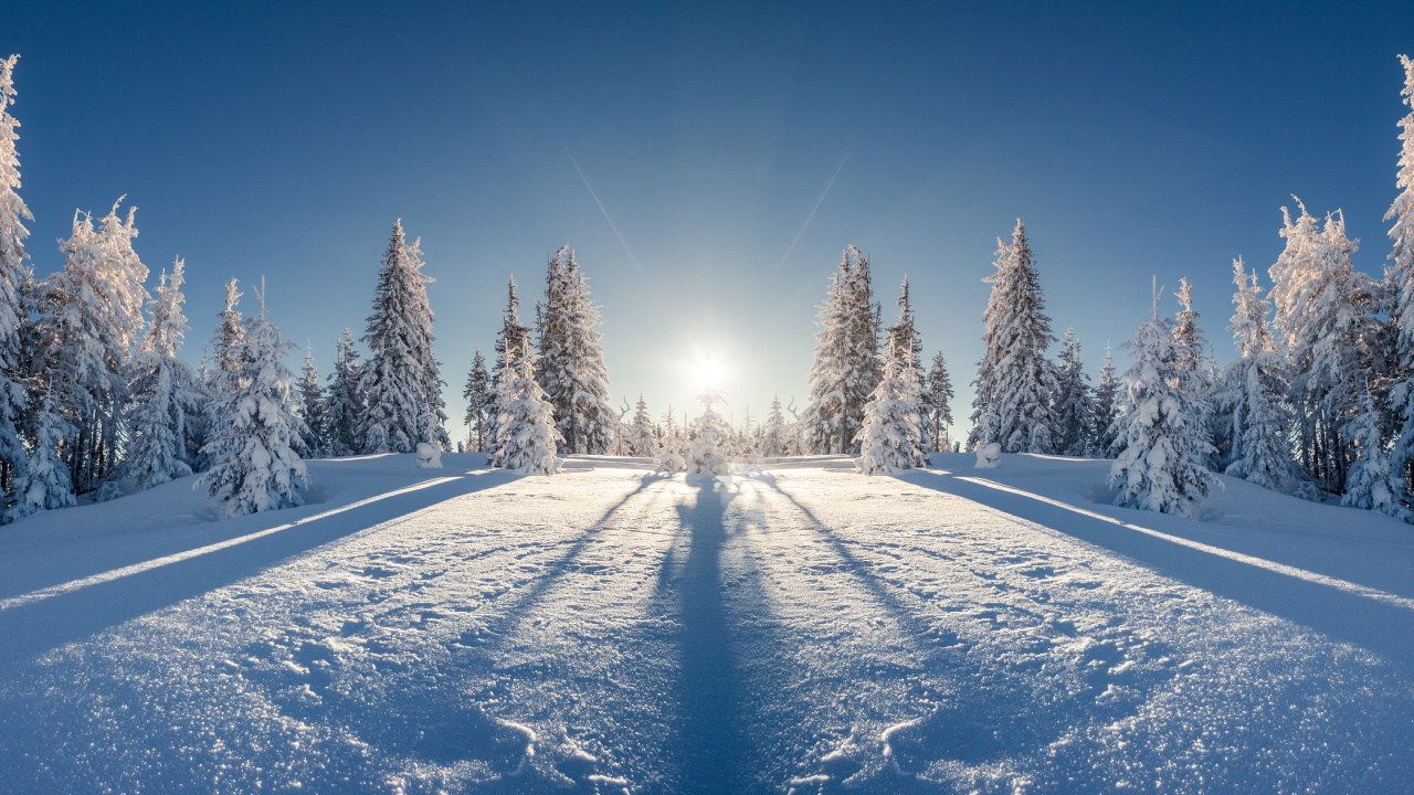 Обои зима, снег, дерево, природа, замораживание в разрешении 1280x720
