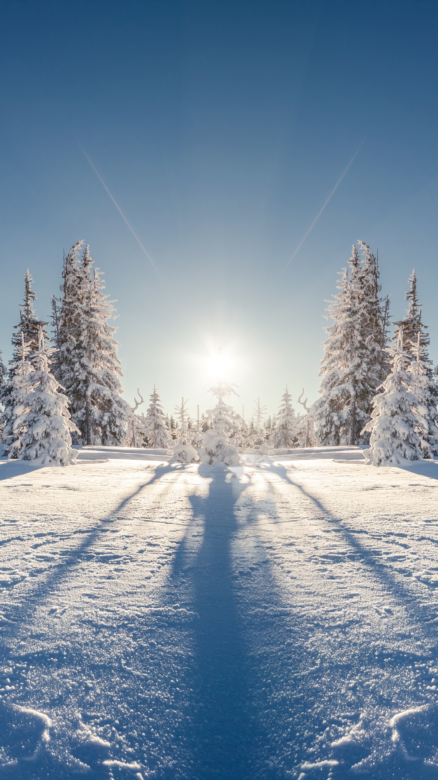 Обои зима, снег, дерево, природа, замораживание в разрешении 1440x2560
