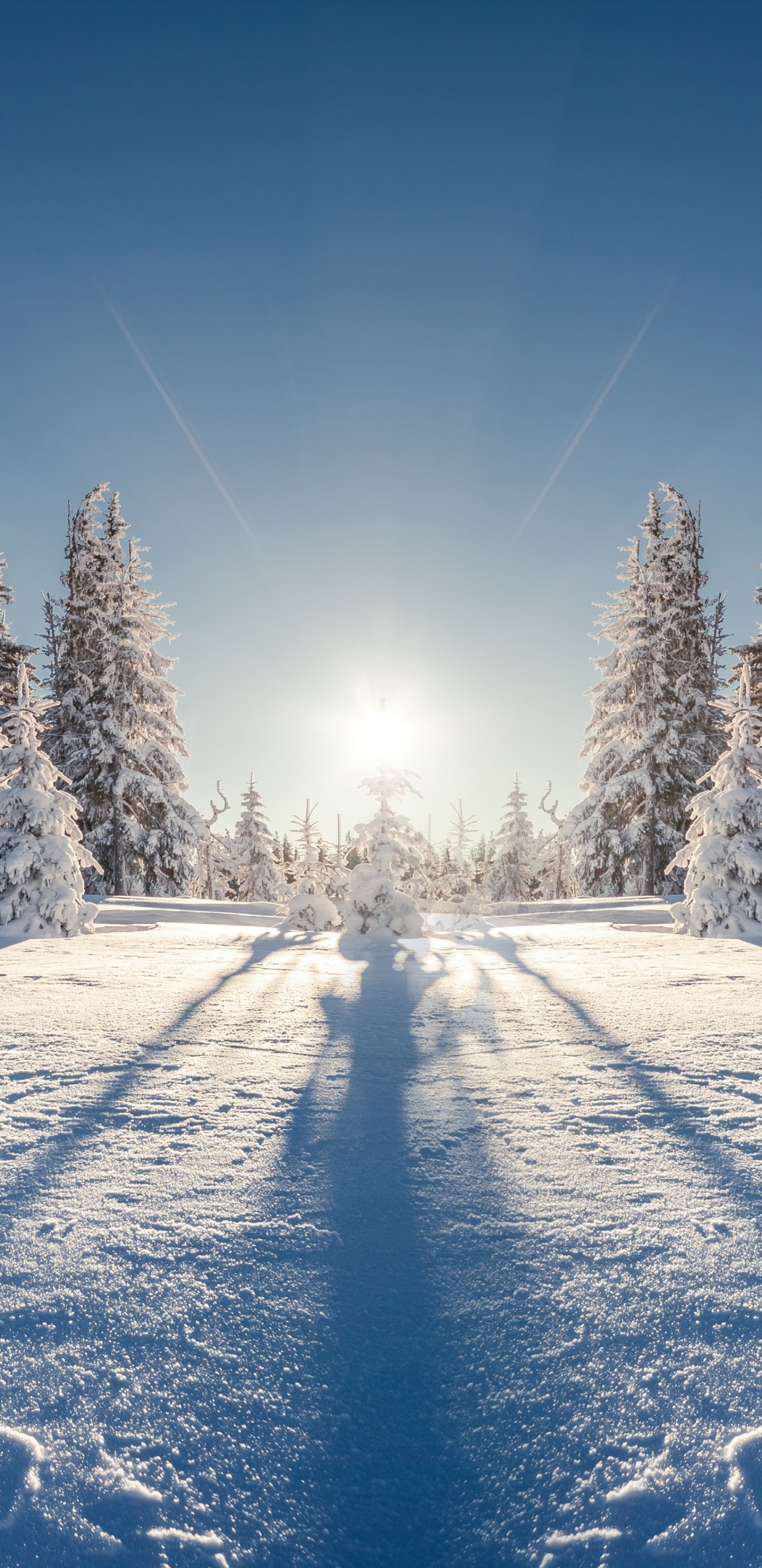 Обои зима, снег, дерево, природа, замораживание в разрешении 1440x2960