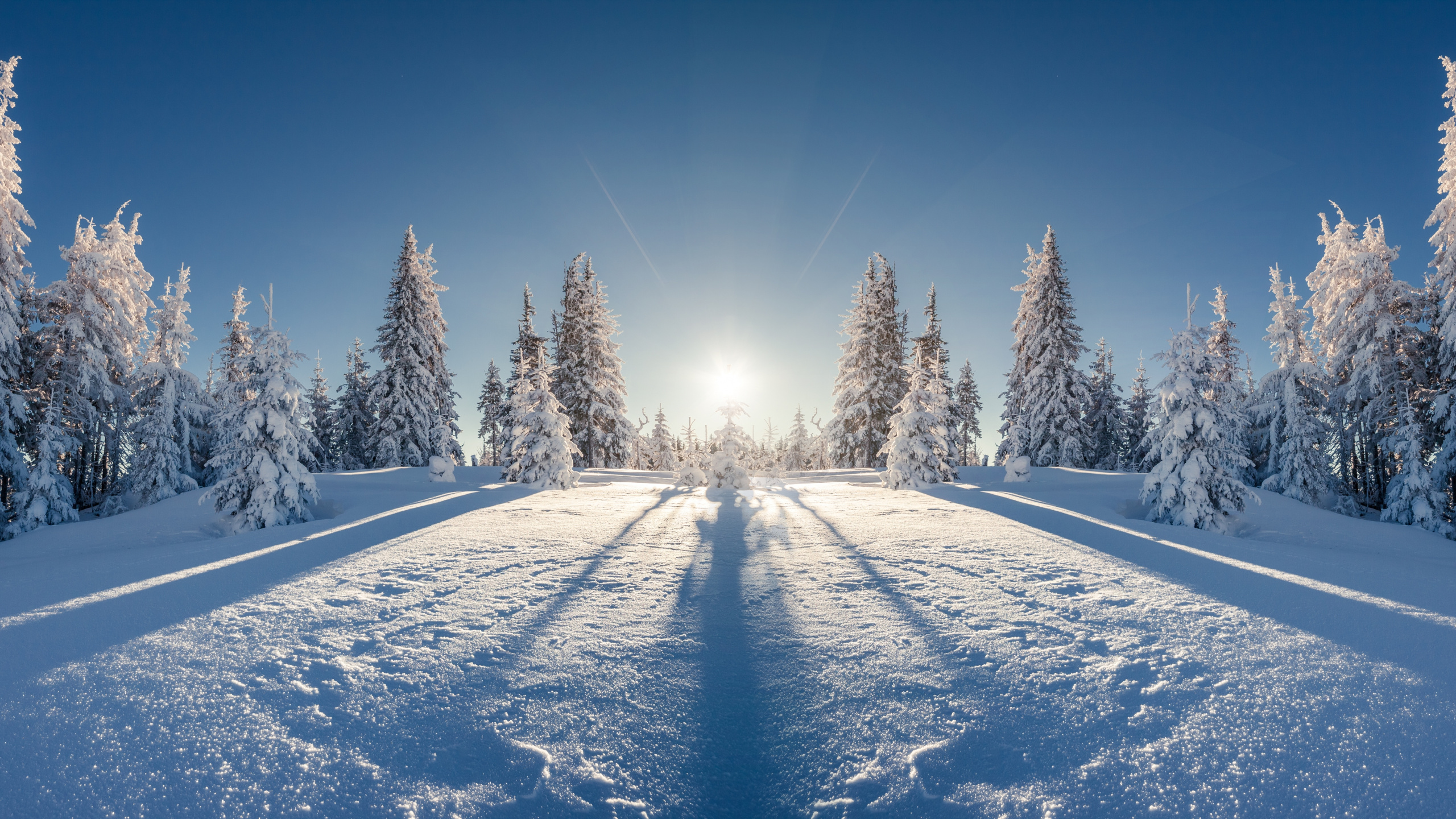 Обои зима, снег, дерево, природа, замораживание в разрешении 2560x1440