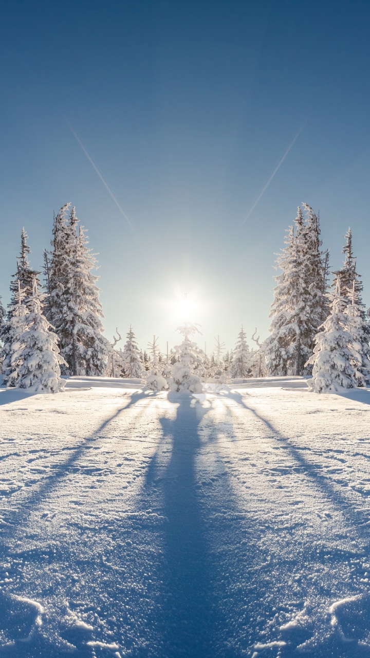 Обои зима, снег, дерево, природа, замораживание в разрешении 720x1280