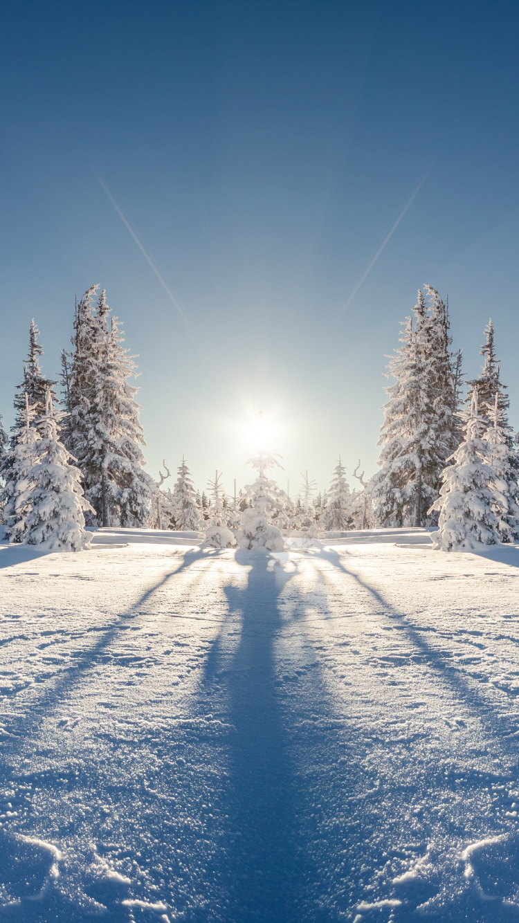 Обои зима, снег, дерево, природа, замораживание в разрешении 750x1334