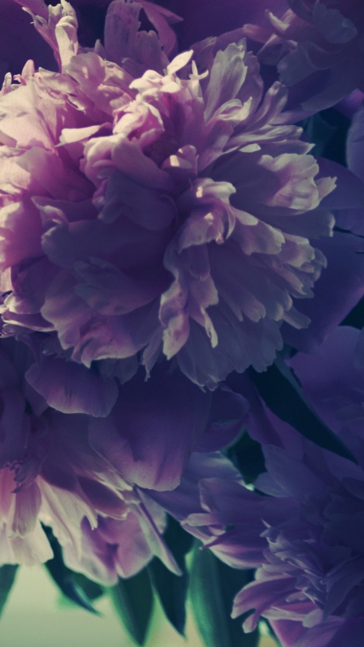 Обои пион, цветковое растение, растение, лепесток, пурпур в разрешении 720x1280