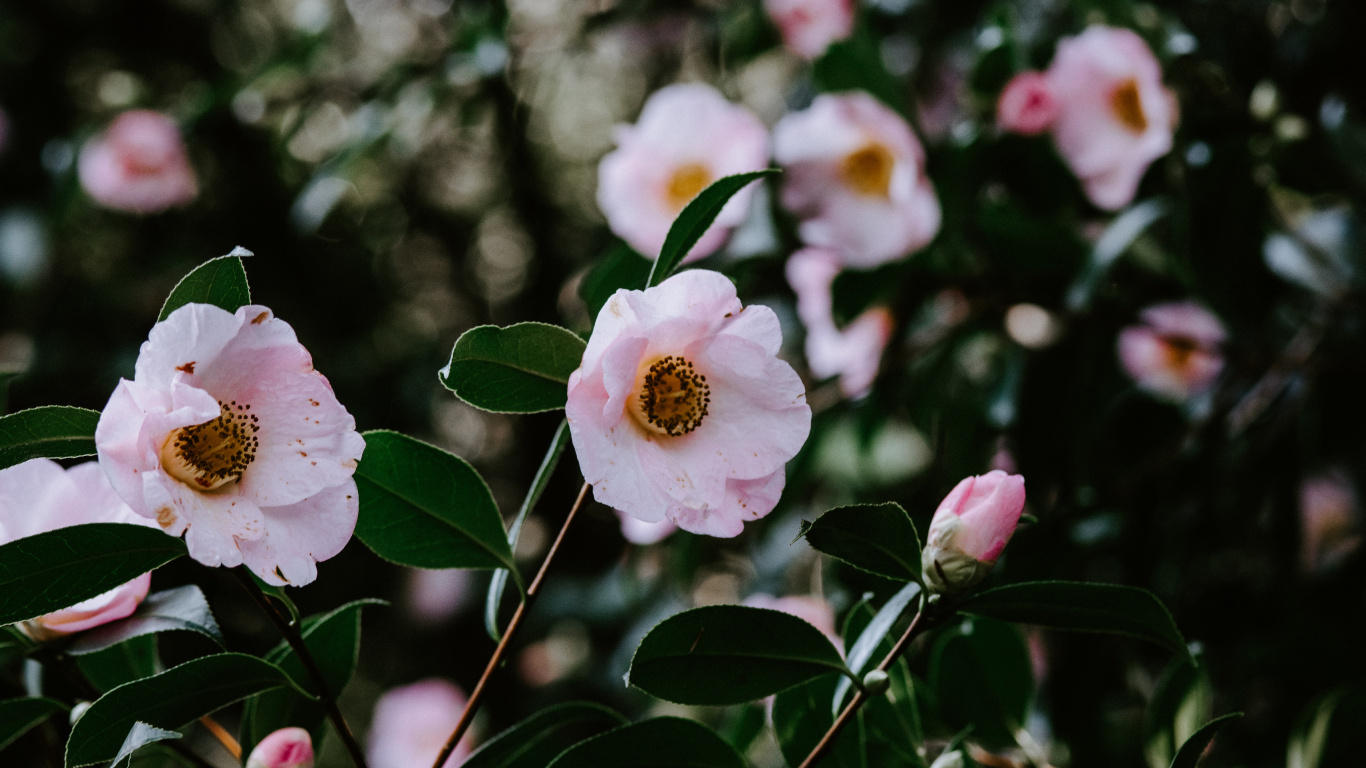 Обои цветок, Роза, завод, цвет, ботаники в разрешении 1366x768