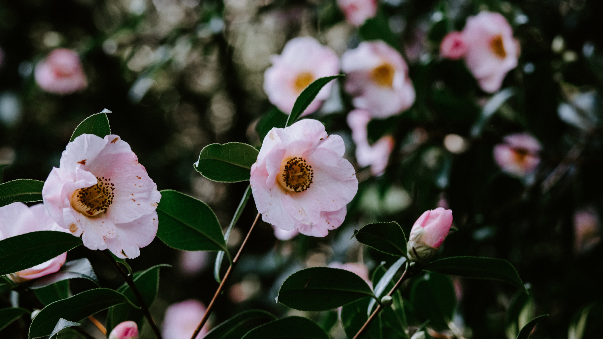 Обои цветок, Роза, завод, цвет, ботаники в разрешении 1920x1080