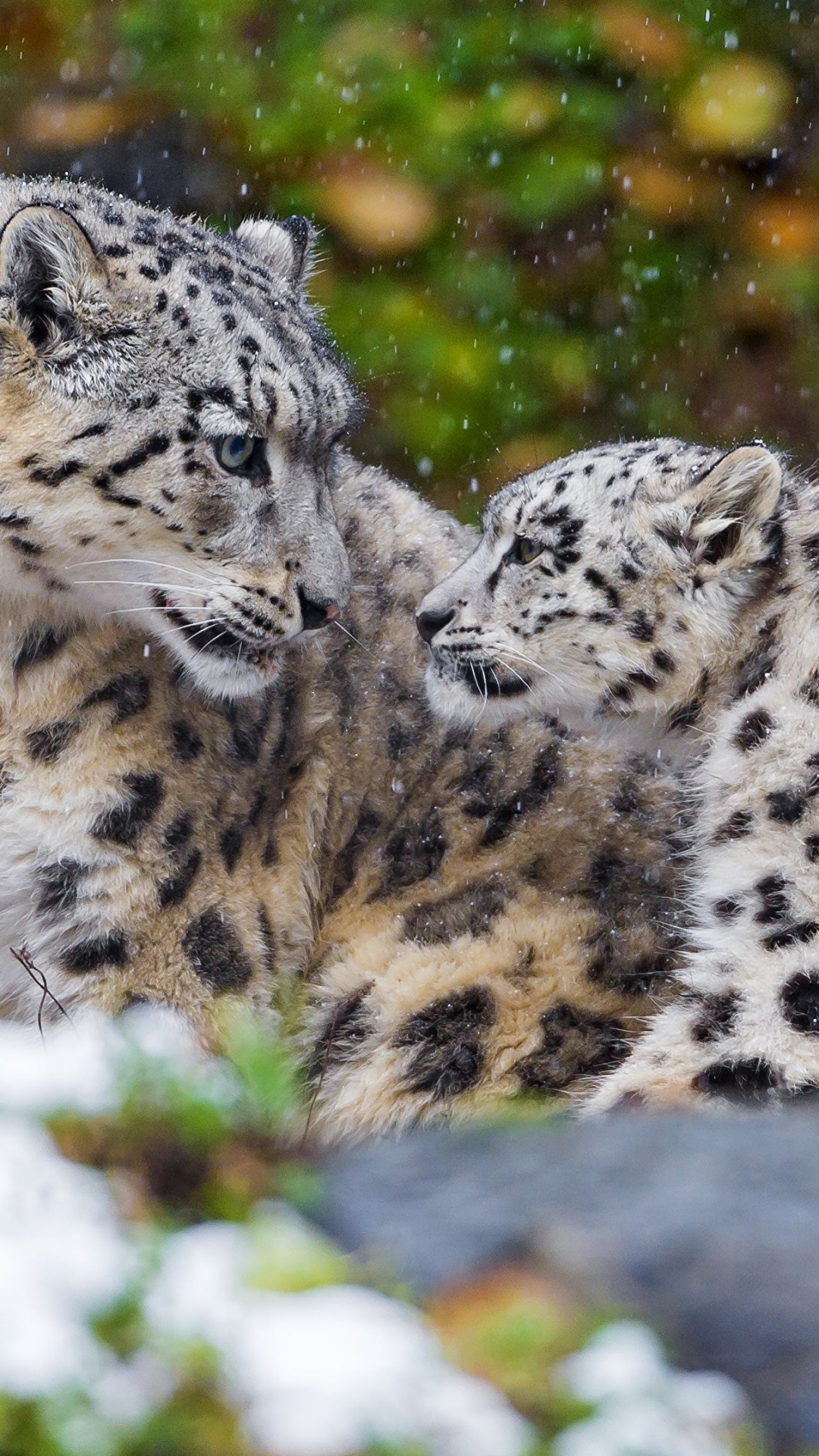 Обои Леопард, снежный Барс, тигр, большая кошка, наземные животные в разрешении 1080x1920