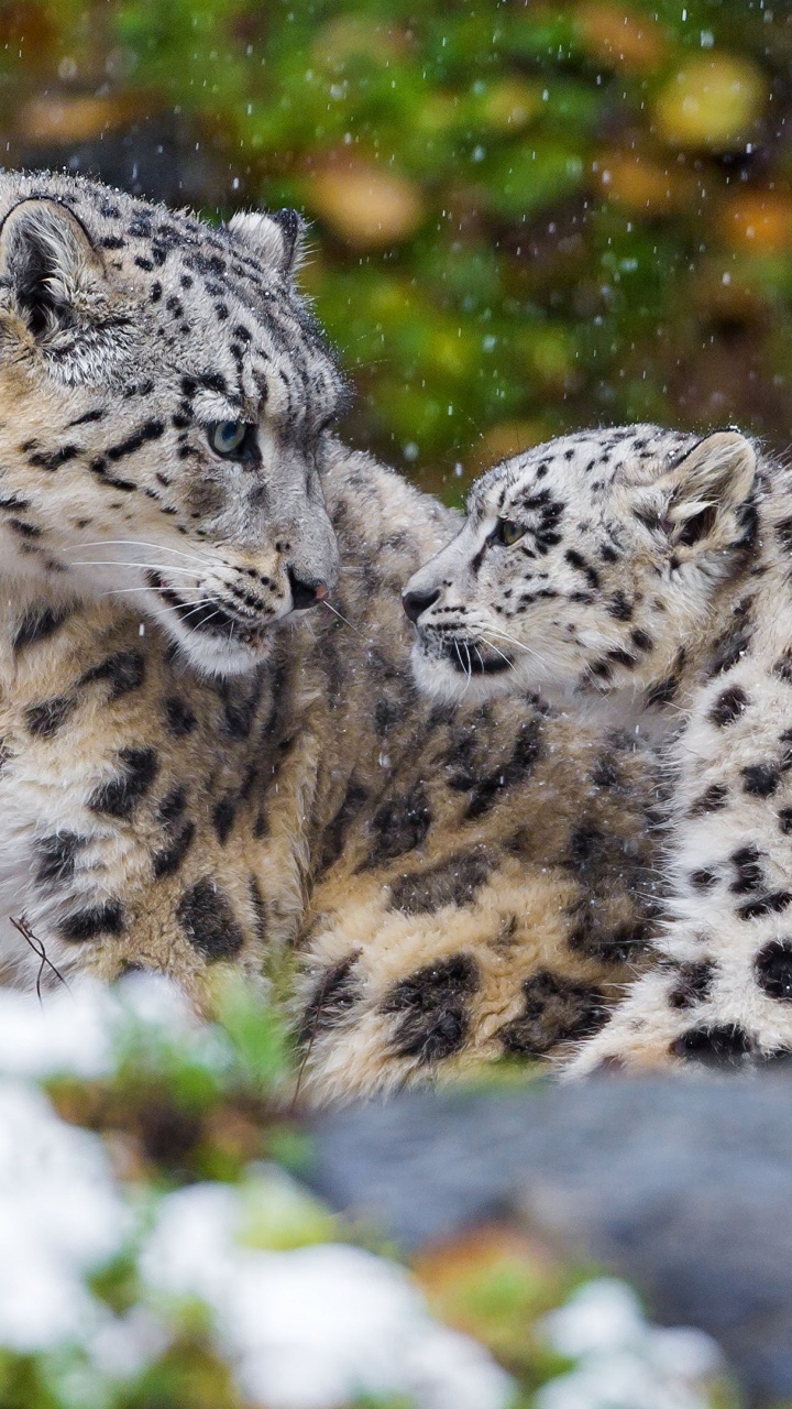 Обои Леопард, снежный Барс, тигр, большая кошка, наземные животные в разрешении 720x1280