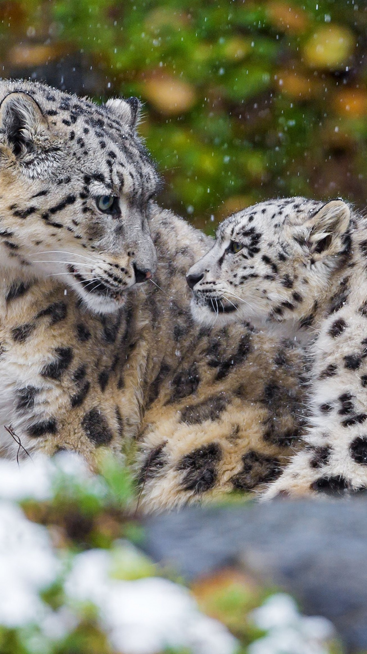 Обои Леопард, снежный Барс, тигр, большая кошка, наземные животные в разрешении 750x1334