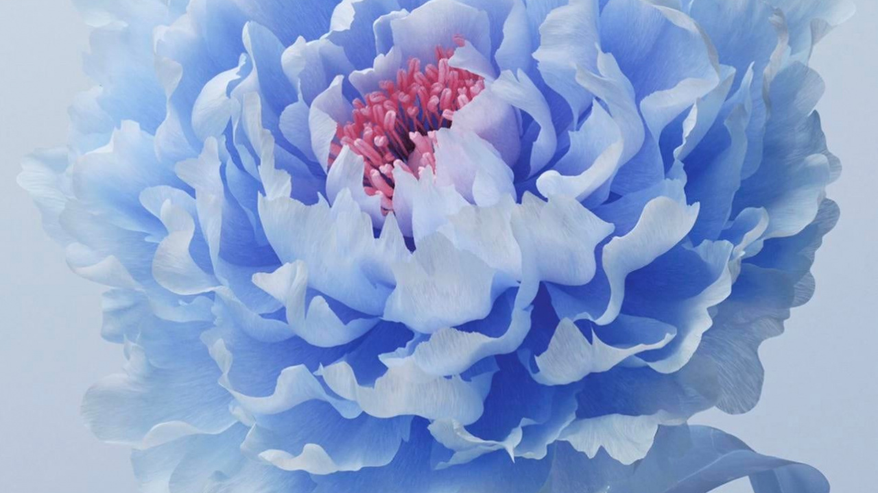 Обои цветок, Жив, Vivo, пион, андроид в разрешении 1280x720