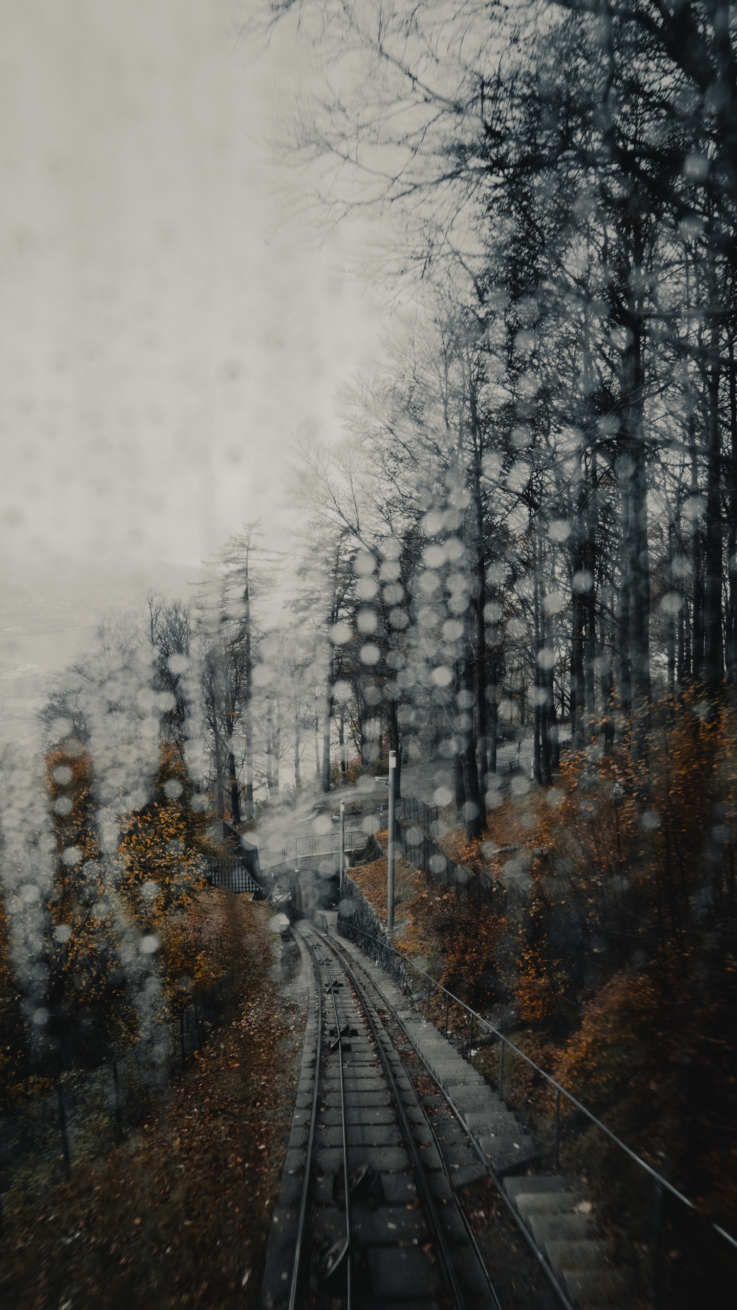 Обои снег, видео, зима, дерево, окружающая среда в разрешении 1440x2560