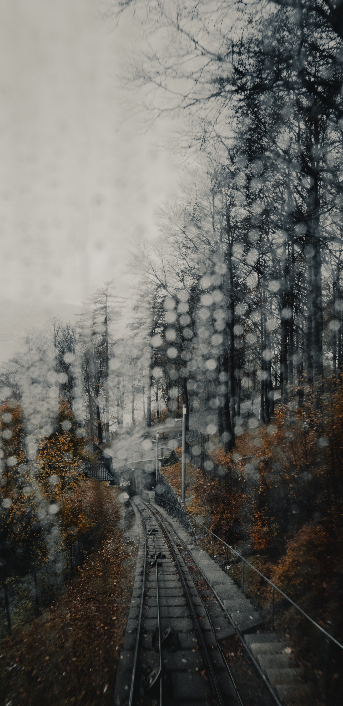 Обои снег, видео, зима, дерево, окружающая среда в разрешении 1440x2960