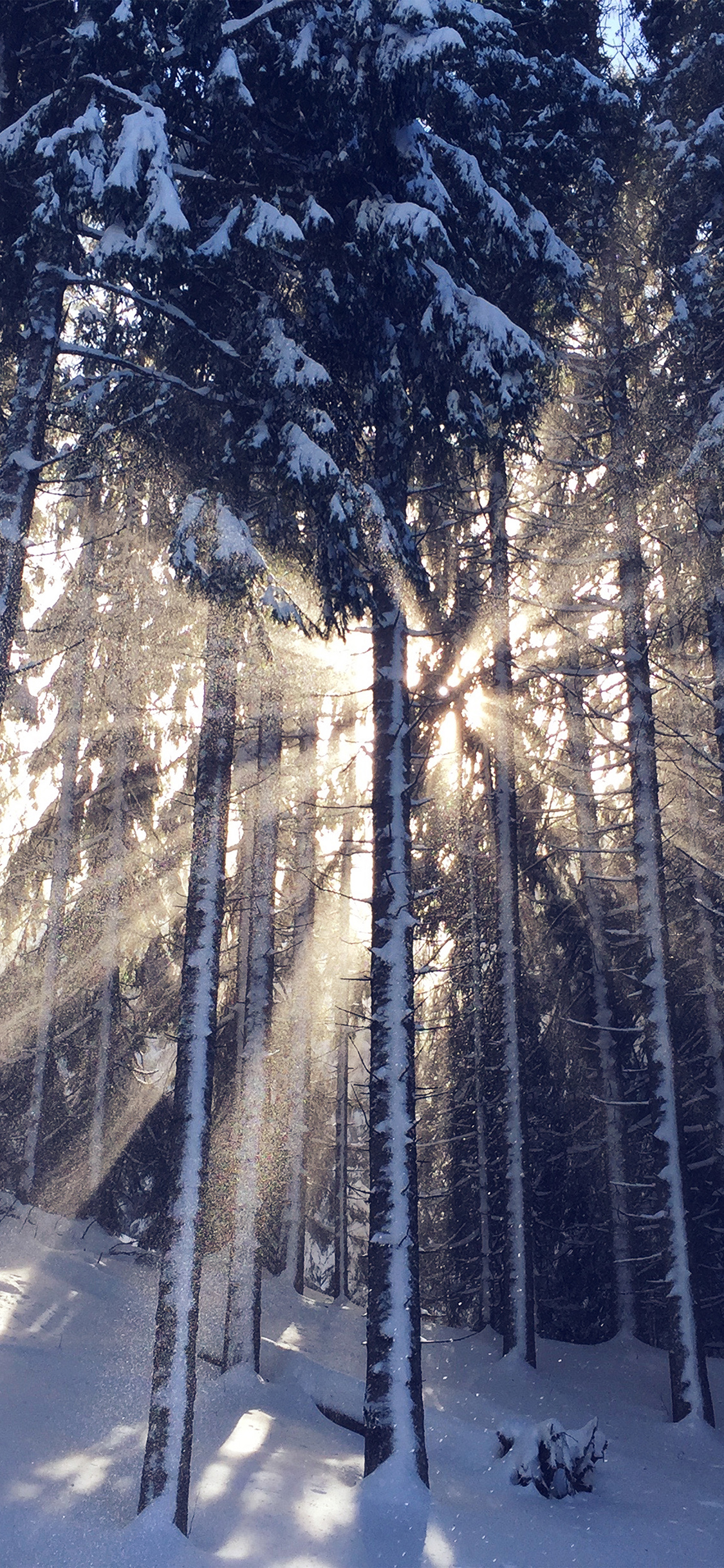 Обои атмосфера, ветвь, древесина, прут, растение в разрешении 1125x2436