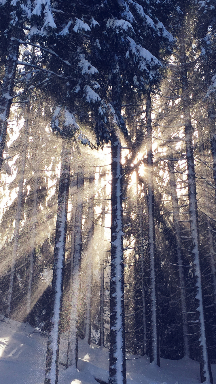 Обои атмосфера, ветвь, древесина, прут, растение в разрешении 750x1334