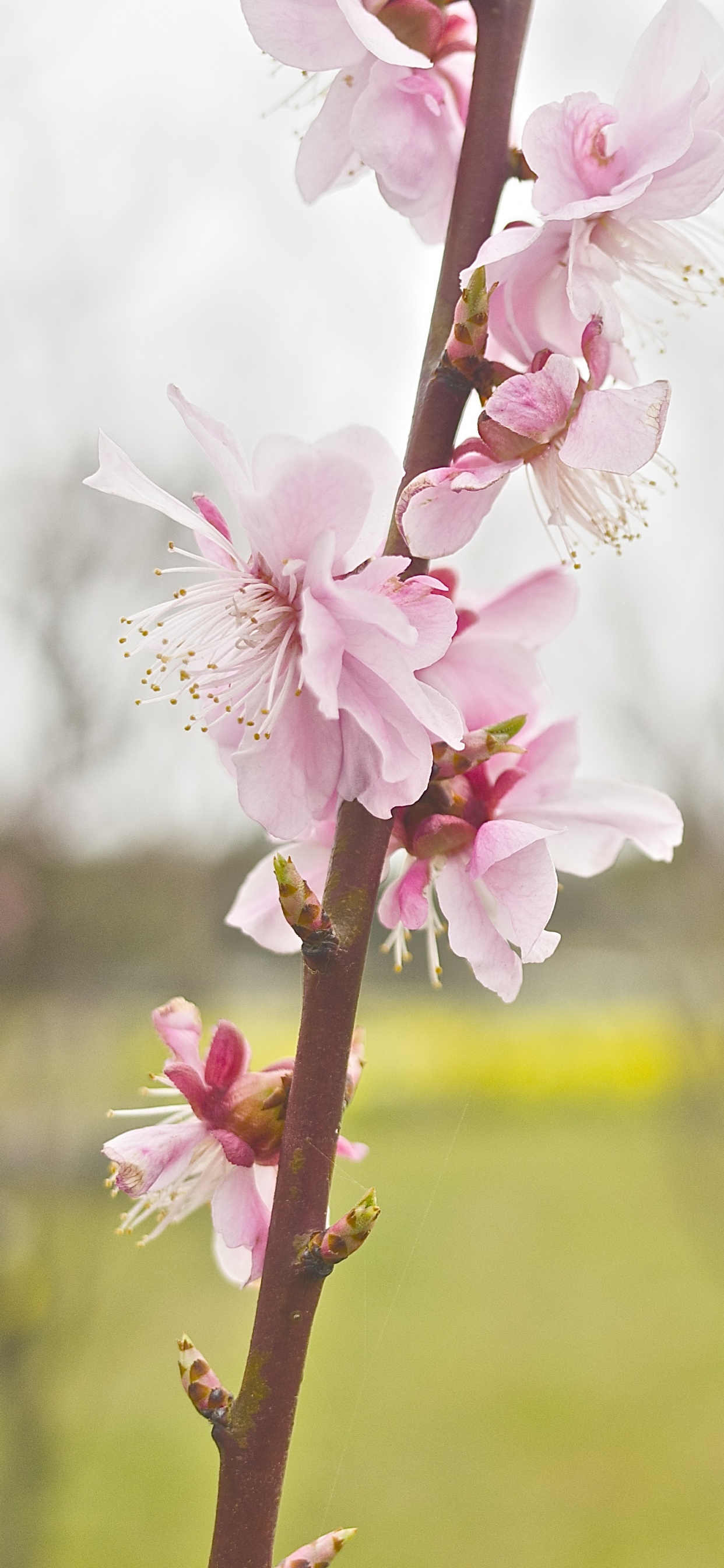 Обои цветок, расцвет, розовый, весна, растение в разрешении 1242x2688
