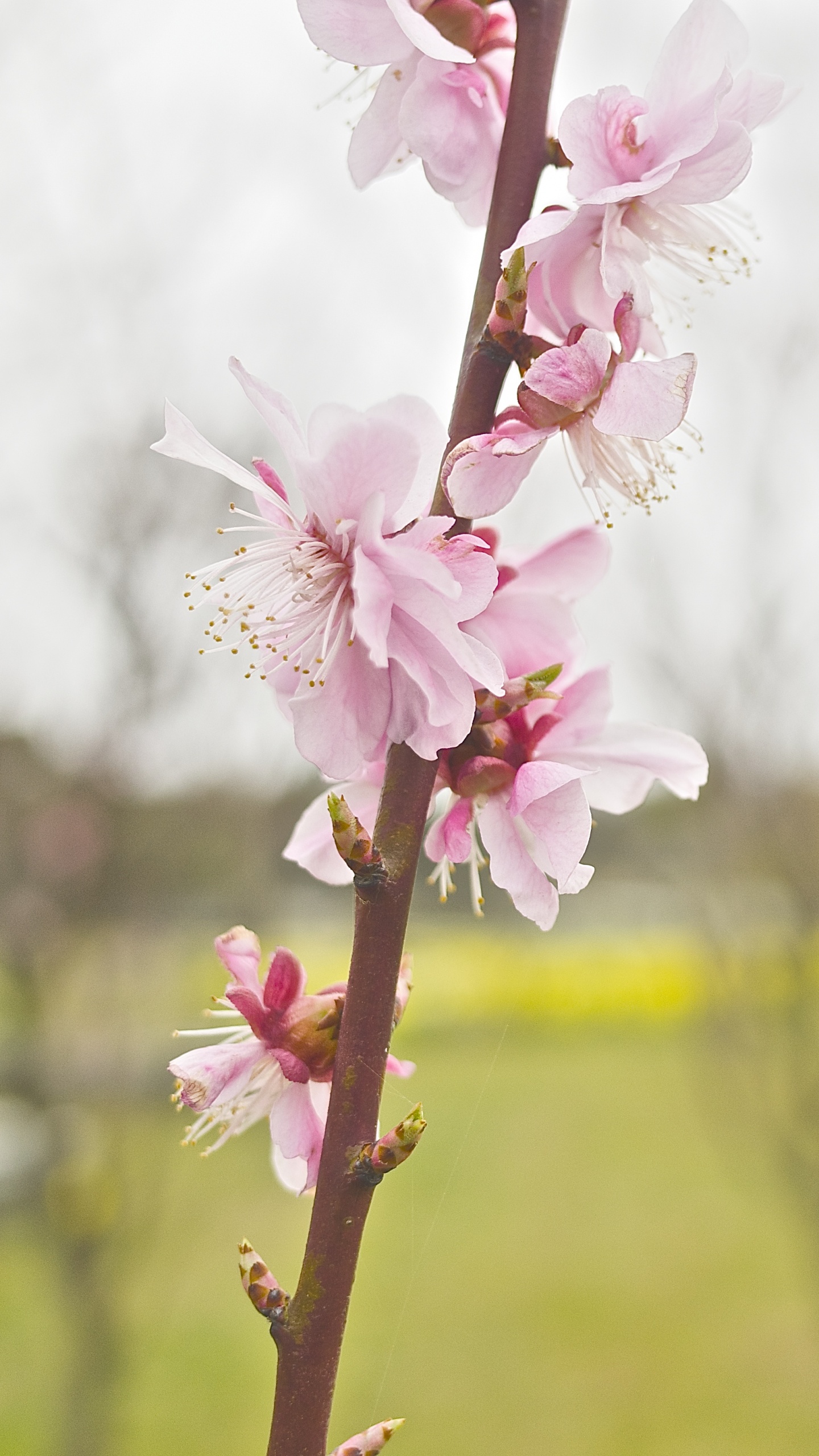 Обои цветок, расцвет, розовый, весна, растение в разрешении 1440x2560