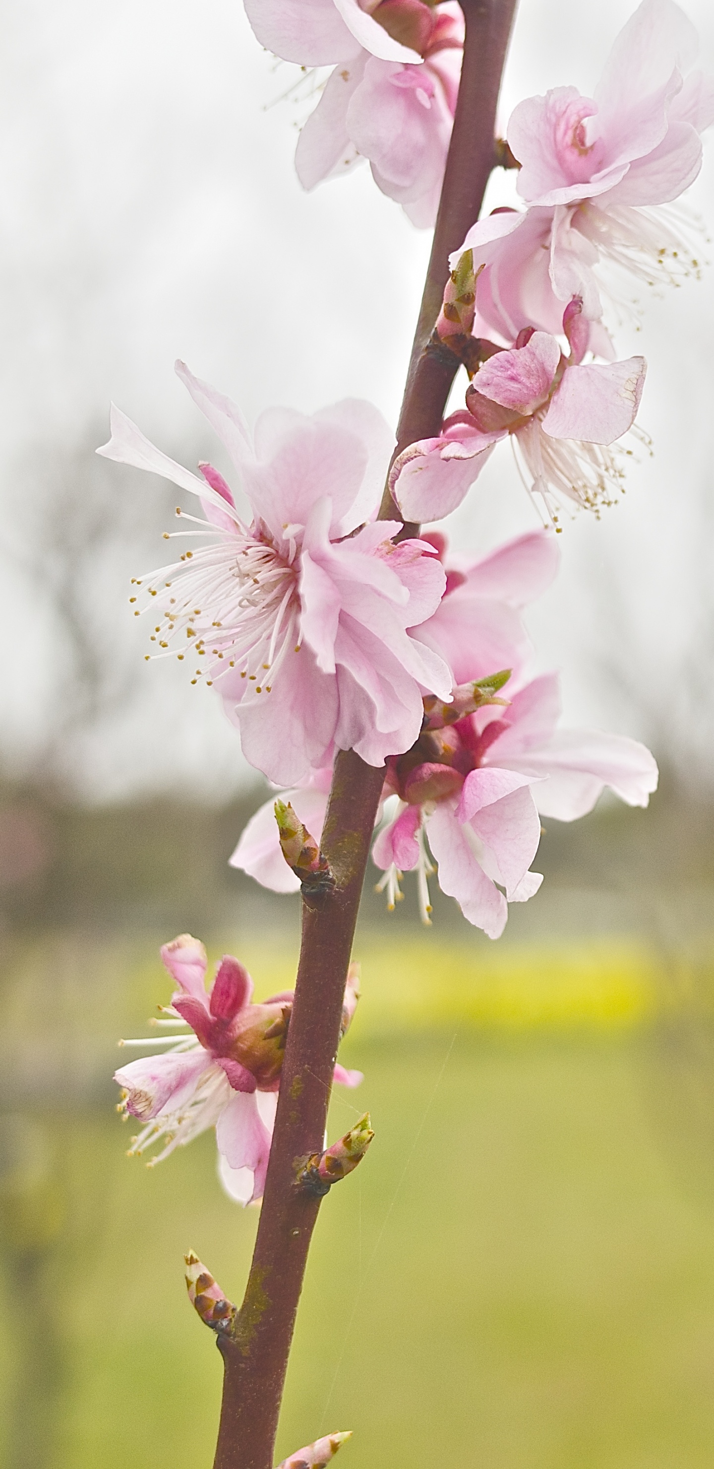 Обои цветок, расцвет, розовый, весна, растение в разрешении 1440x2960