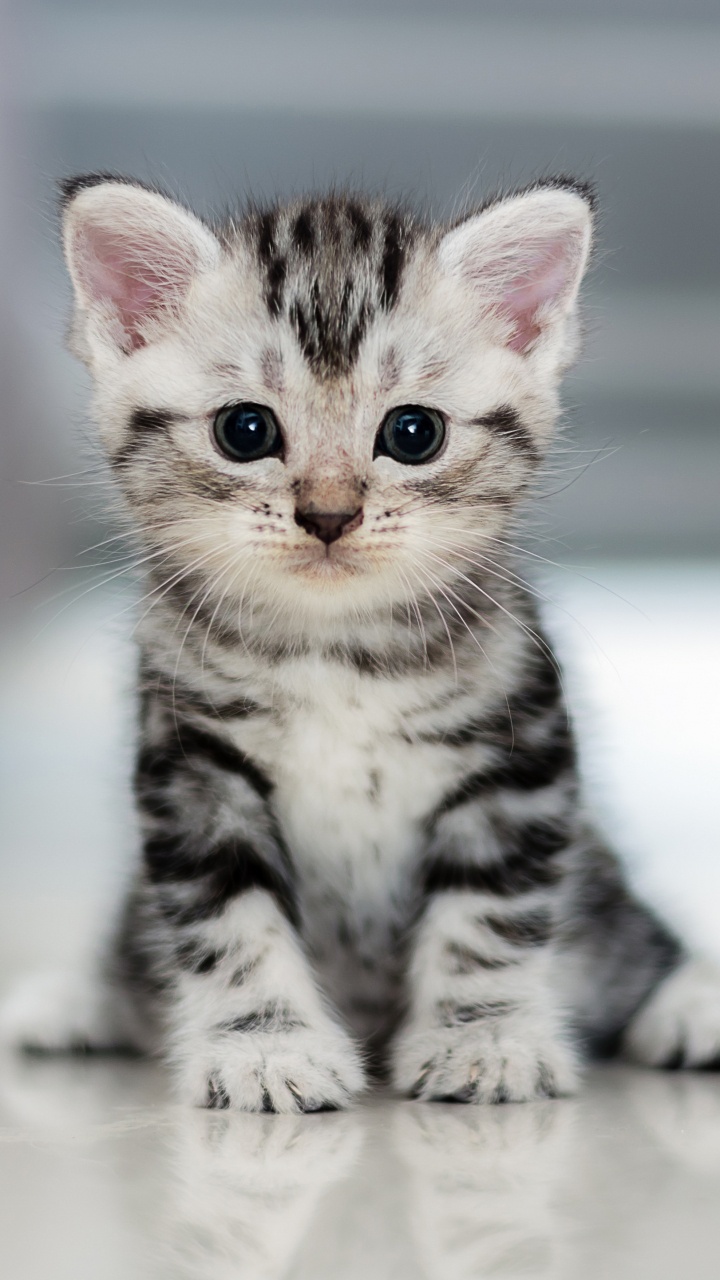 Обои американская короткошерстная, котенок, полосатый кот, абиссинская кошка, порода кошек в разрешении 720x1280