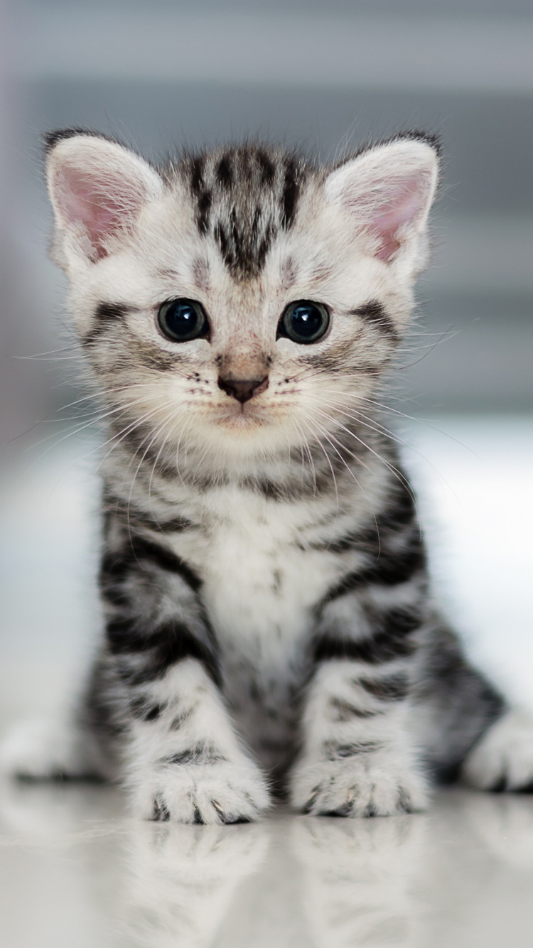 Обои американская короткошерстная, котенок, полосатый кот, абиссинская кошка, порода кошек в разрешении 750x1334