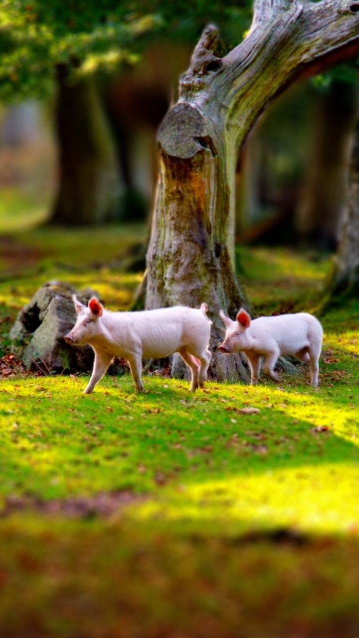 Обои природа, дерево, живая природа, животное, весна в разрешении 720x1280