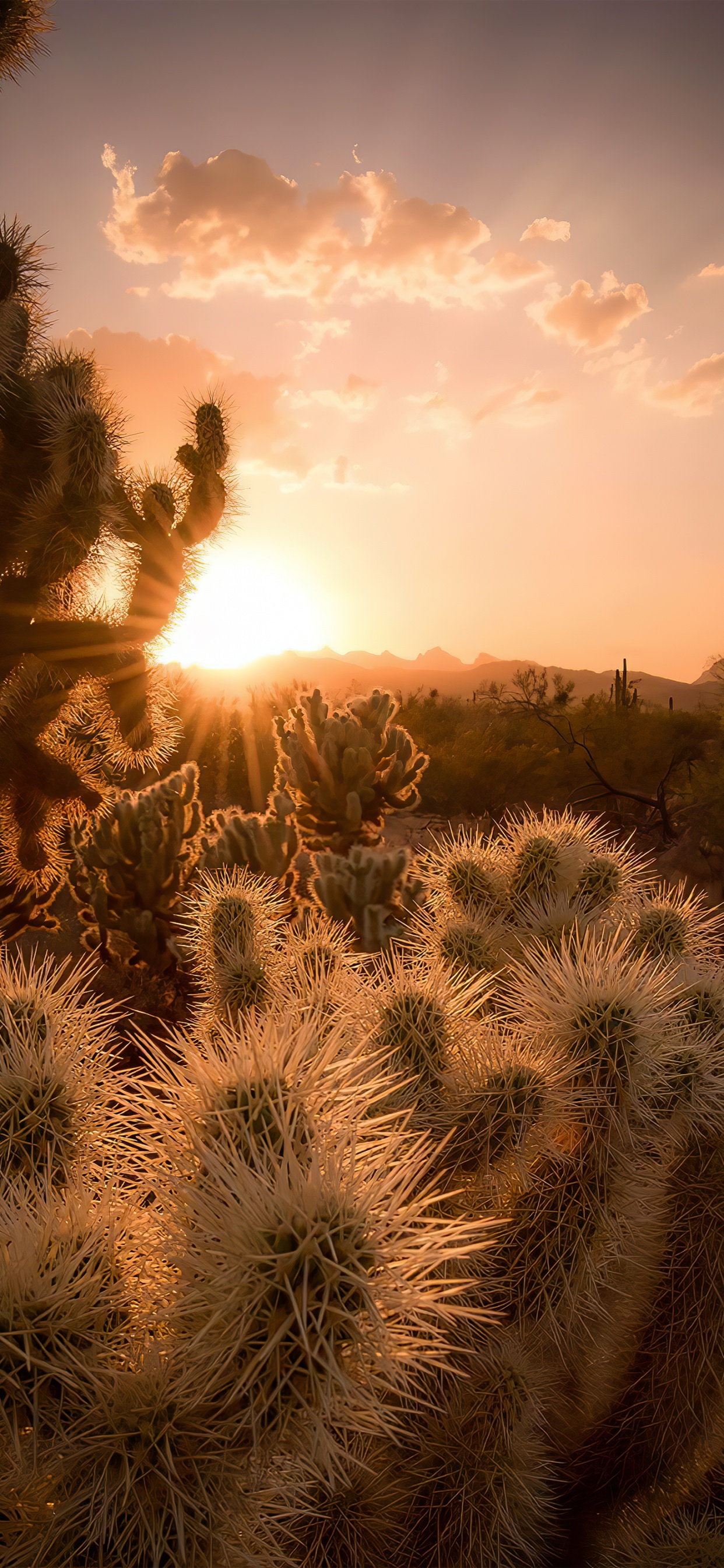 Обои государственная сетевая корпорация Китая, облако, атмосфера, растение, растительное сообщество в разрешении 1242x2688