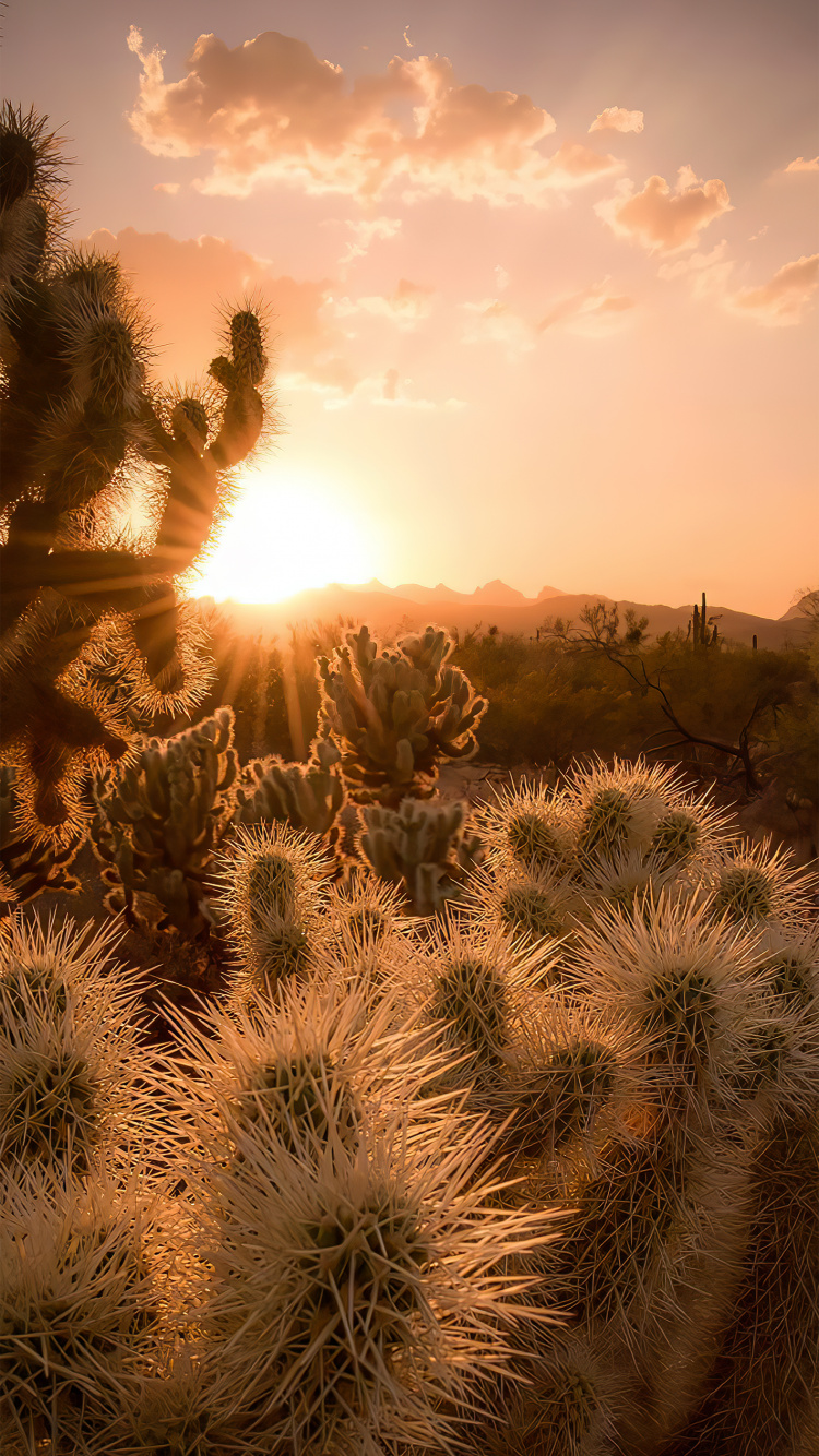 Обои государственная сетевая корпорация Китая, облако, атмосфера, растение, растительное сообщество в разрешении 750x1334