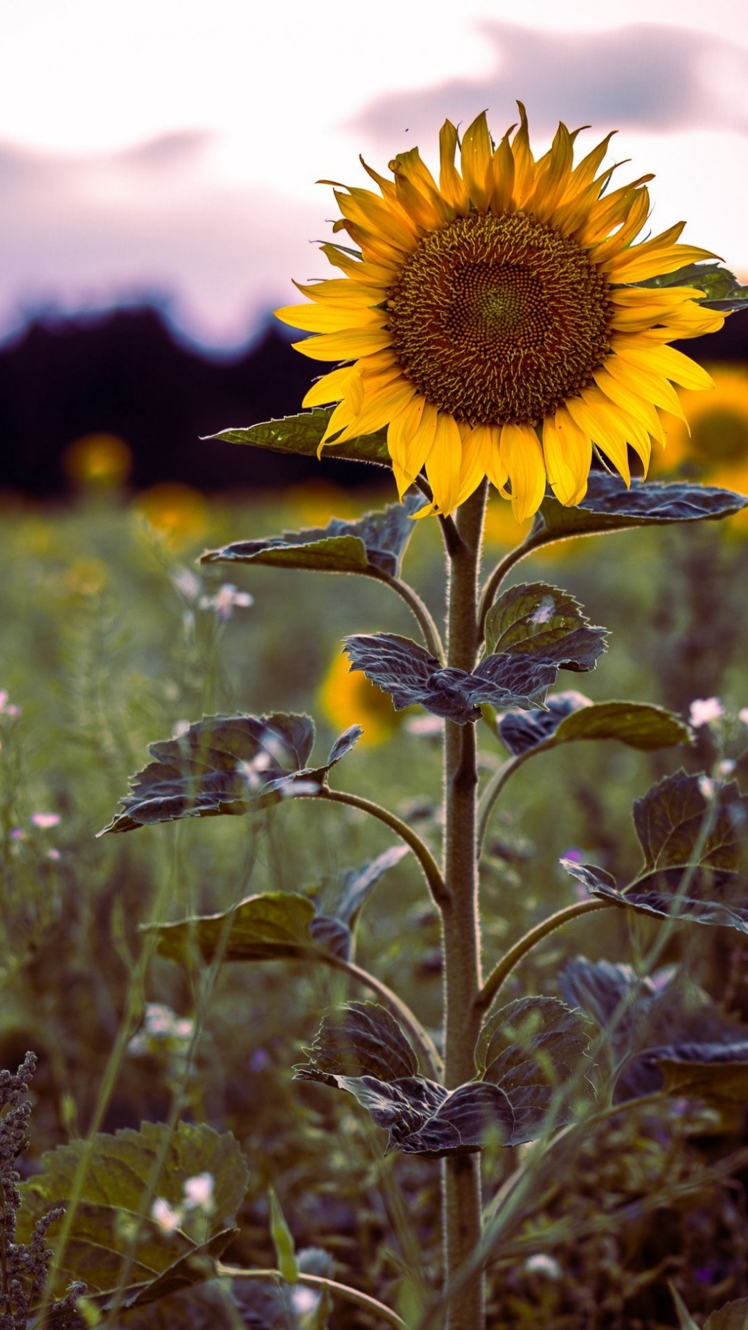 Обои цветок, растение, лепесток, ботаники, цветковое растение в разрешении 1080x1920