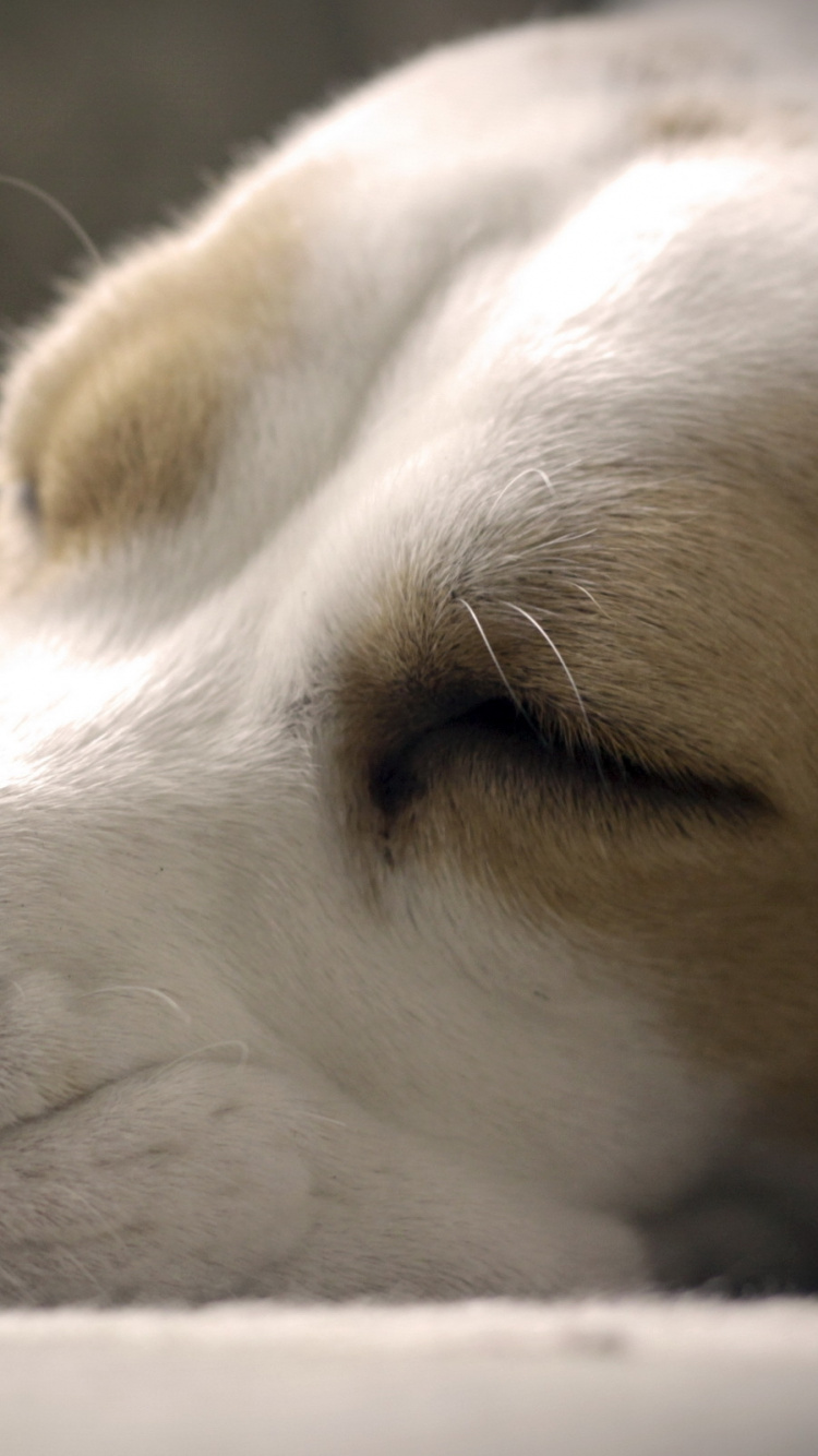 Обои лабрадор, бигль, щенок, собака породы, Псовые в разрешении 750x1334