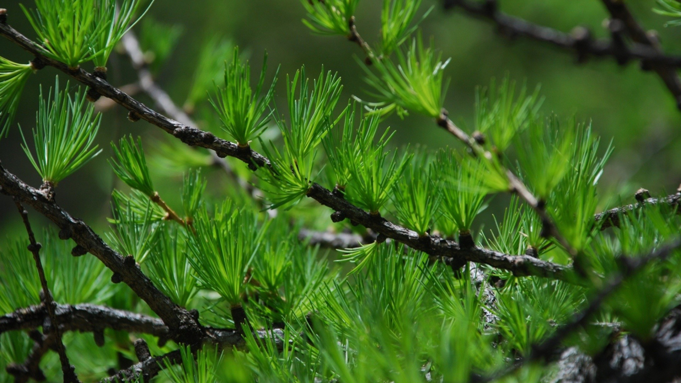 Обои сосна, дерево, ветвь, растительность, лиственница в разрешении 1366x768