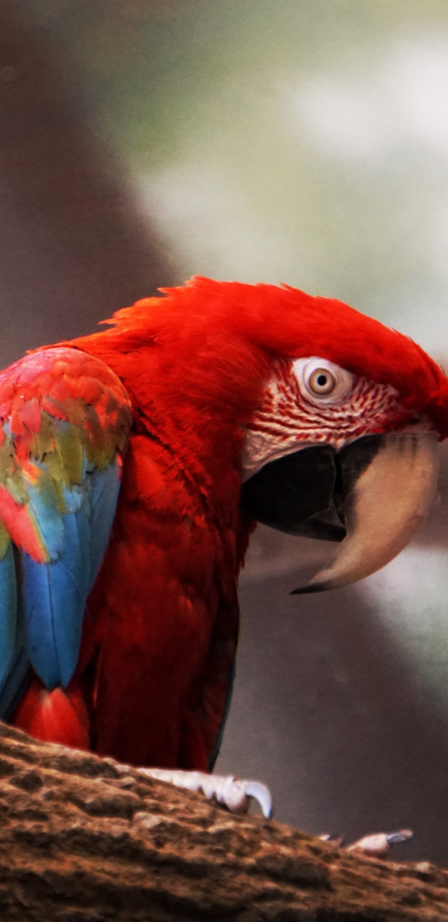 Обои Скарлет Ара, Ара, птица, клюв, попугай в разрешении 1440x2960