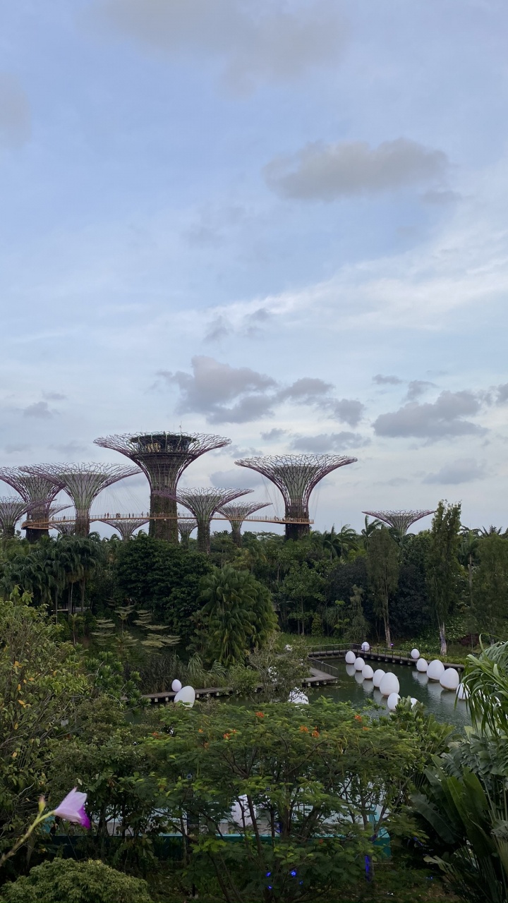 Обои Сингапур, Марина Сити Парк, водоем, природа, растительность в разрешении 720x1280