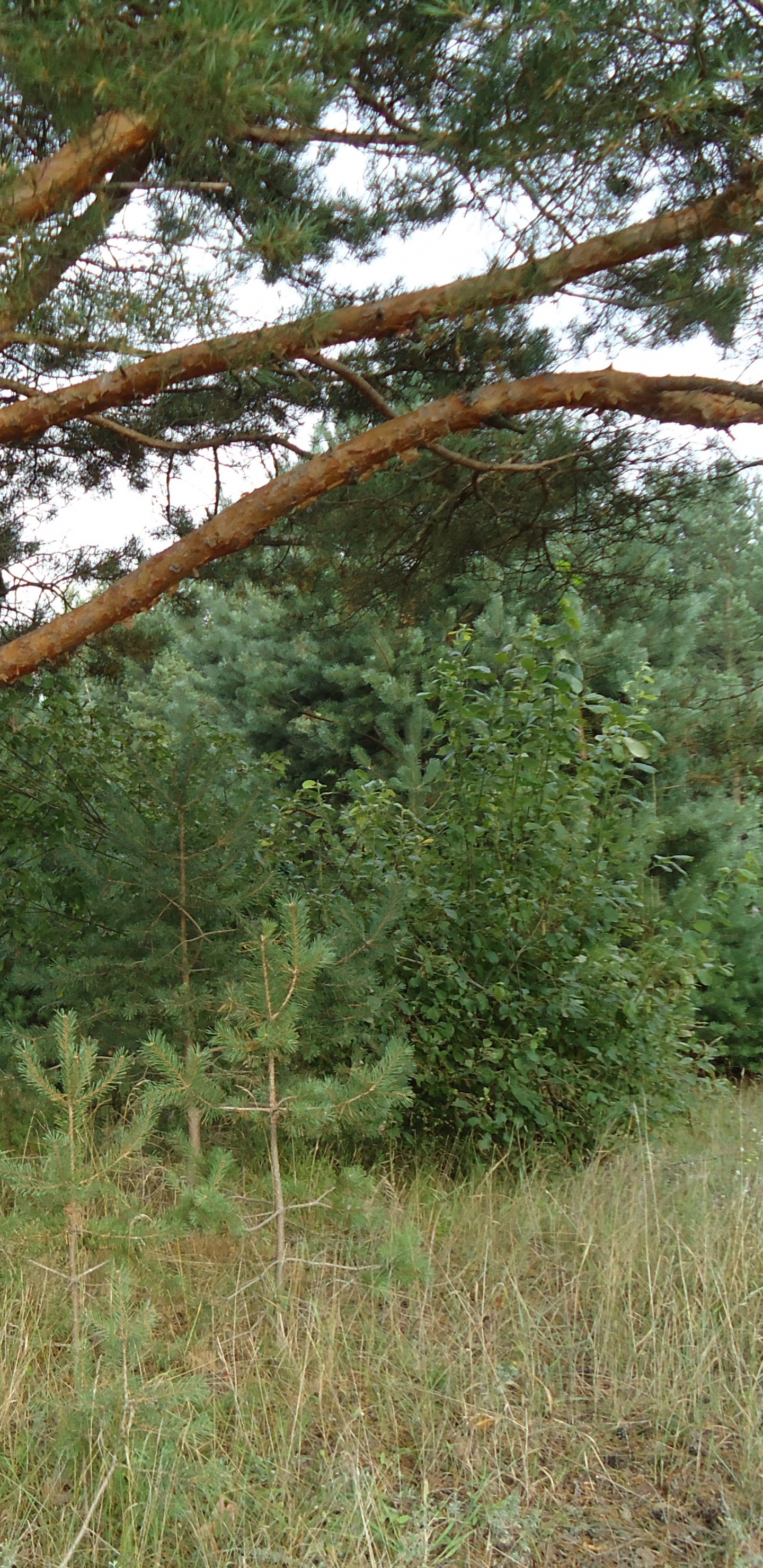 Обои природный заповедник, Хвойные, растительность, ель, дерево в разрешении 1440x2960