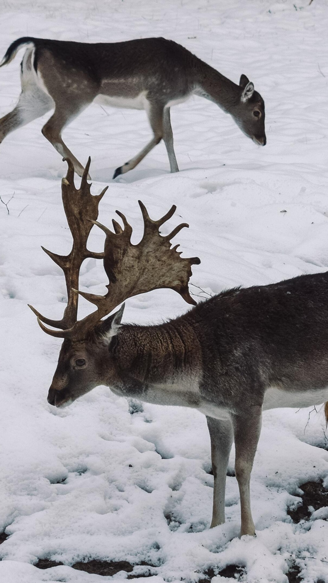 Обои природа, олень, Северный олень, снег, олененок в разрешении 1080x1920