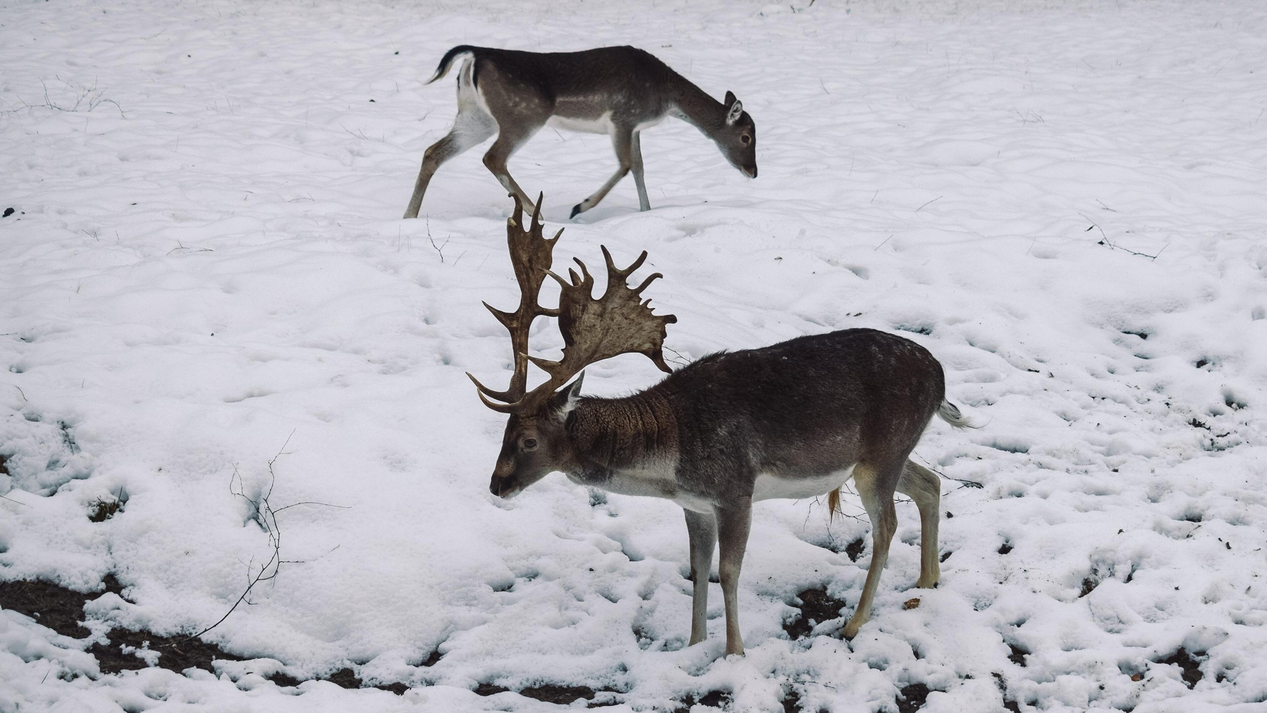 Обои природа, олень, Северный олень, снег, олененок в разрешении 2560x1440