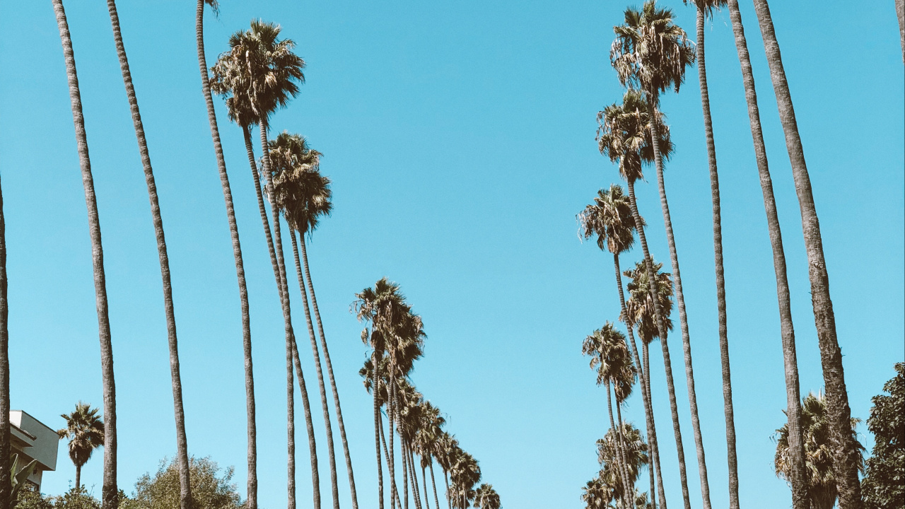 Обои Голливуд, пальмовые рощи, финиковая пальма, дорога, шина в разрешении 1280x720