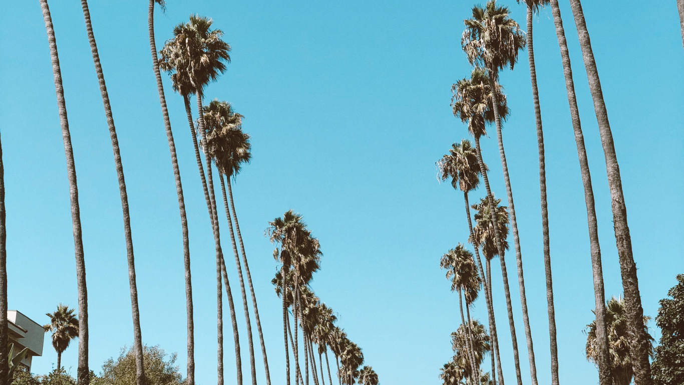 Обои Голливуд, пальмовые рощи, финиковая пальма, дорога, шина в разрешении 1366x768