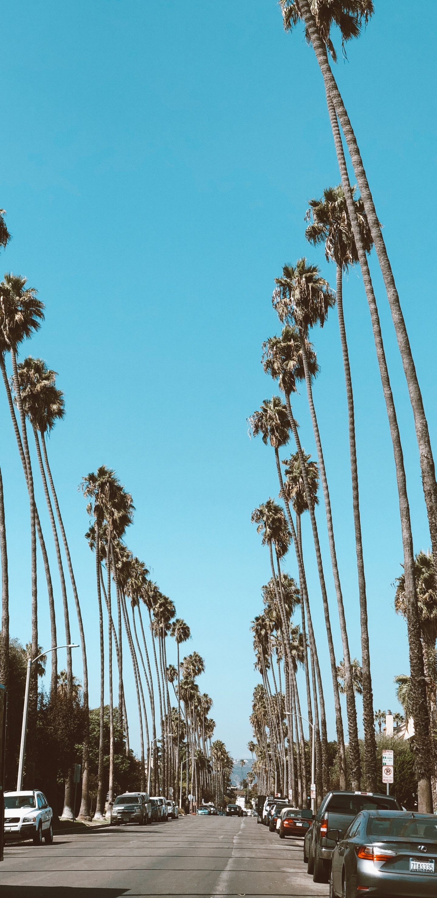 Обои Голливуд, пальмовые рощи, финиковая пальма, дорога, шина в разрешении 1440x2960