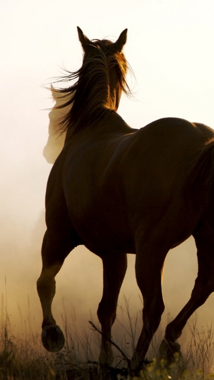 Обои конь, вестерн, акции лошадь, ковбой, американской границы в разрешении 750x1334