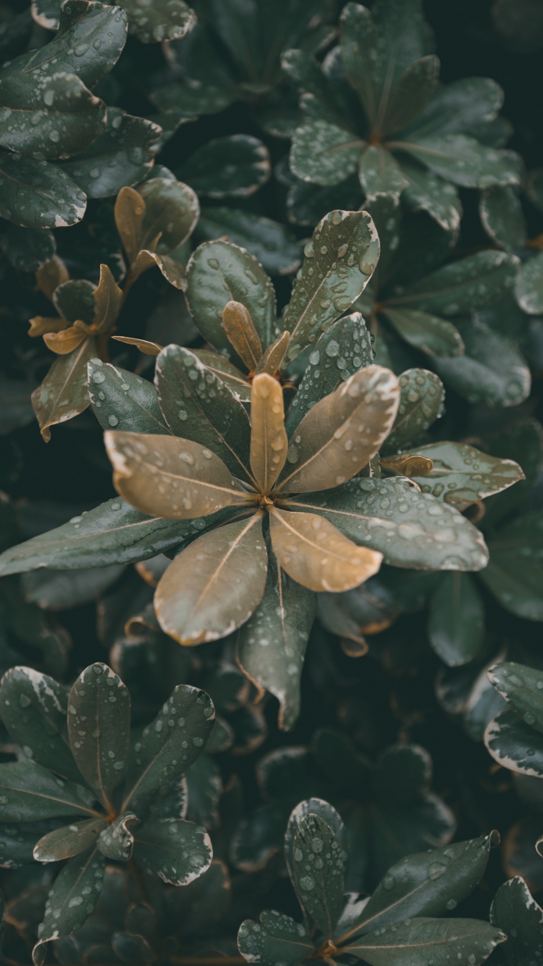 Обои рассада, лист, стебель растения, цветок, растение в разрешении 1080x1920