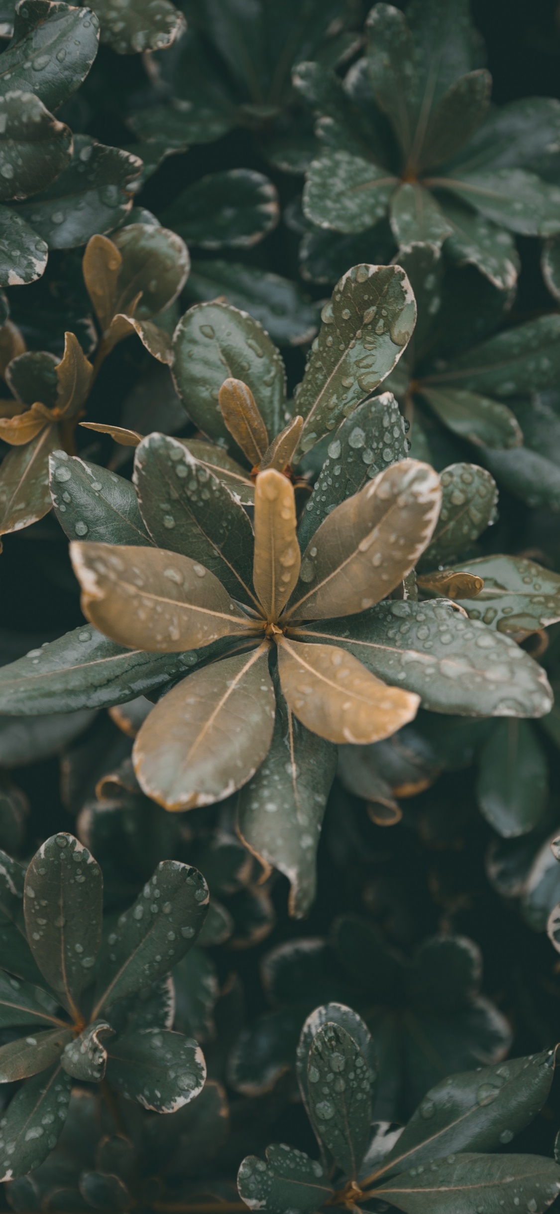 Обои рассада, лист, стебель растения, цветок, растение в разрешении 1125x2436