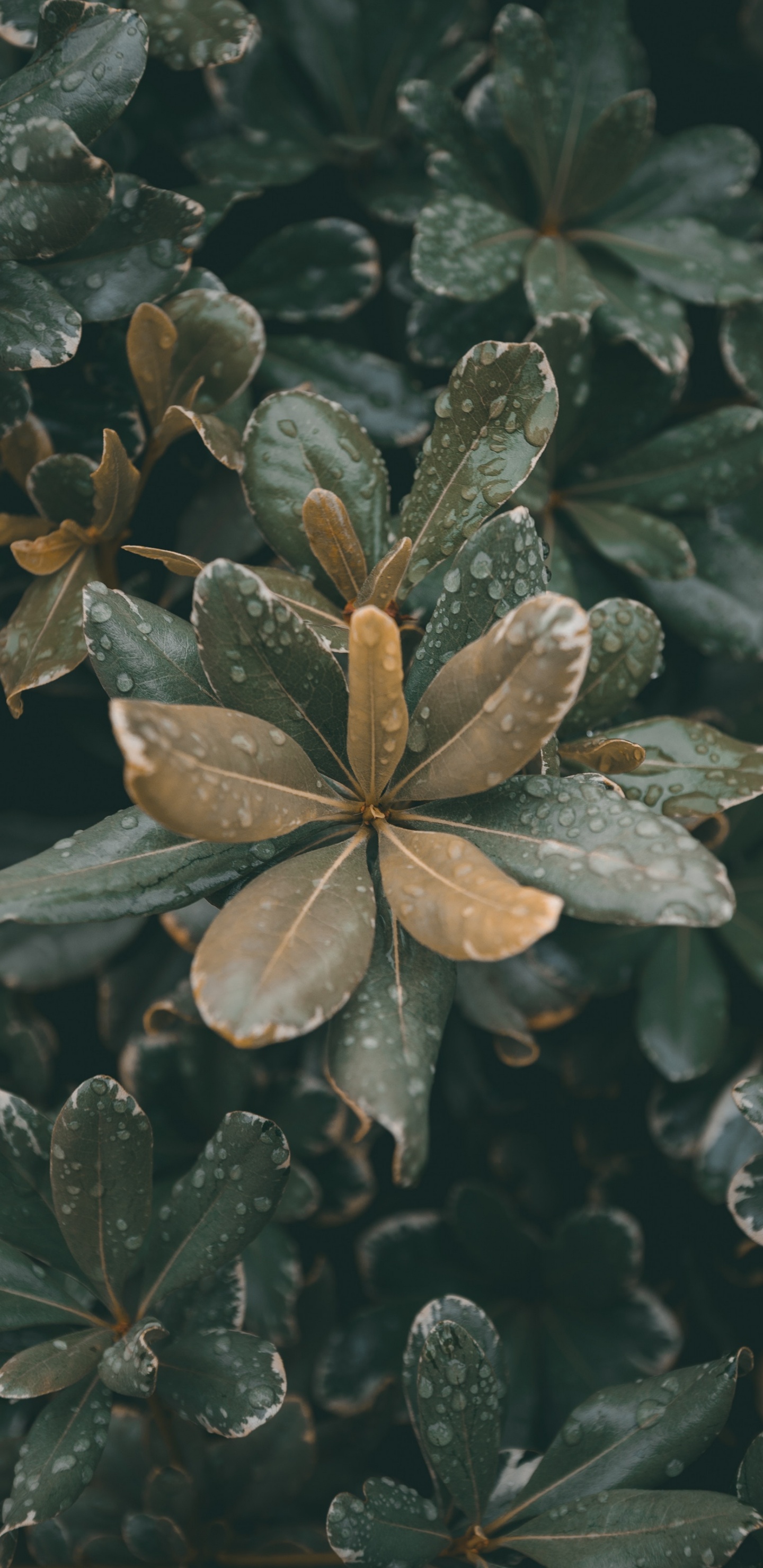 Обои рассада, лист, стебель растения, цветок, растение в разрешении 1440x2960