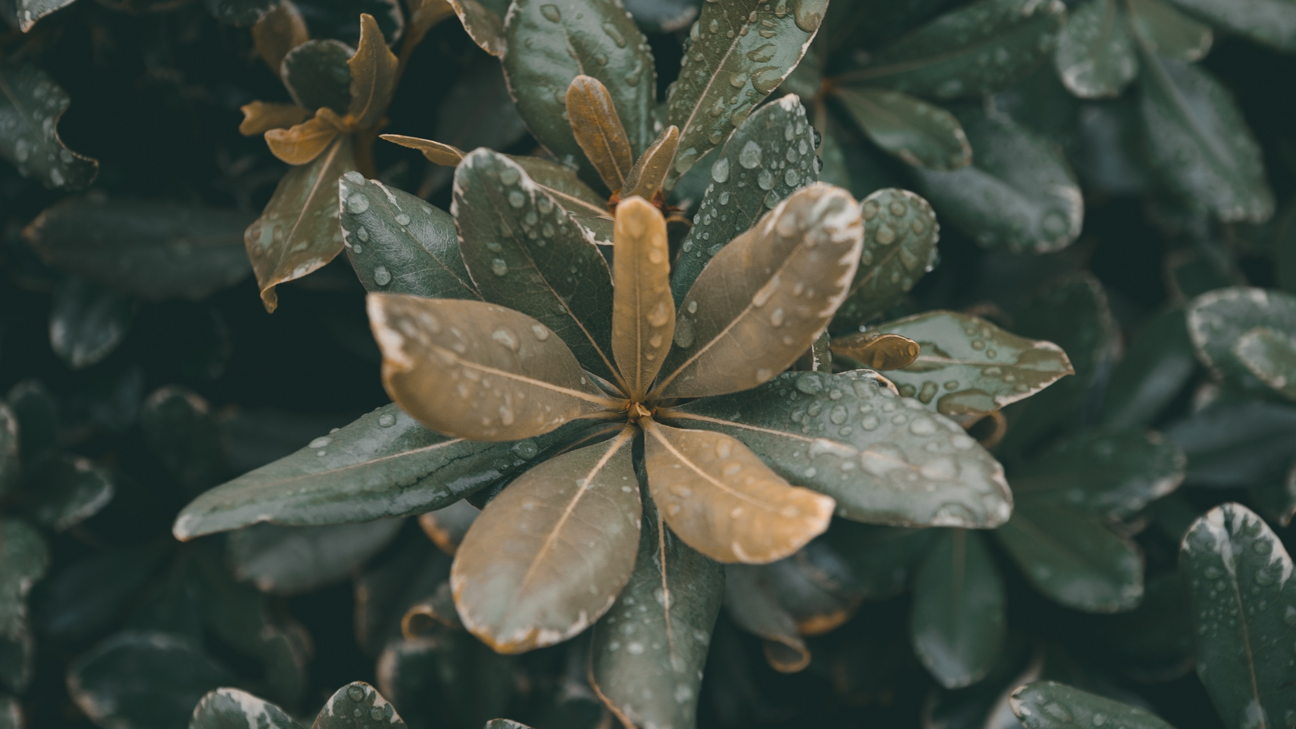 Обои рассада, лист, стебель растения, цветок, растение в разрешении 2560x1440