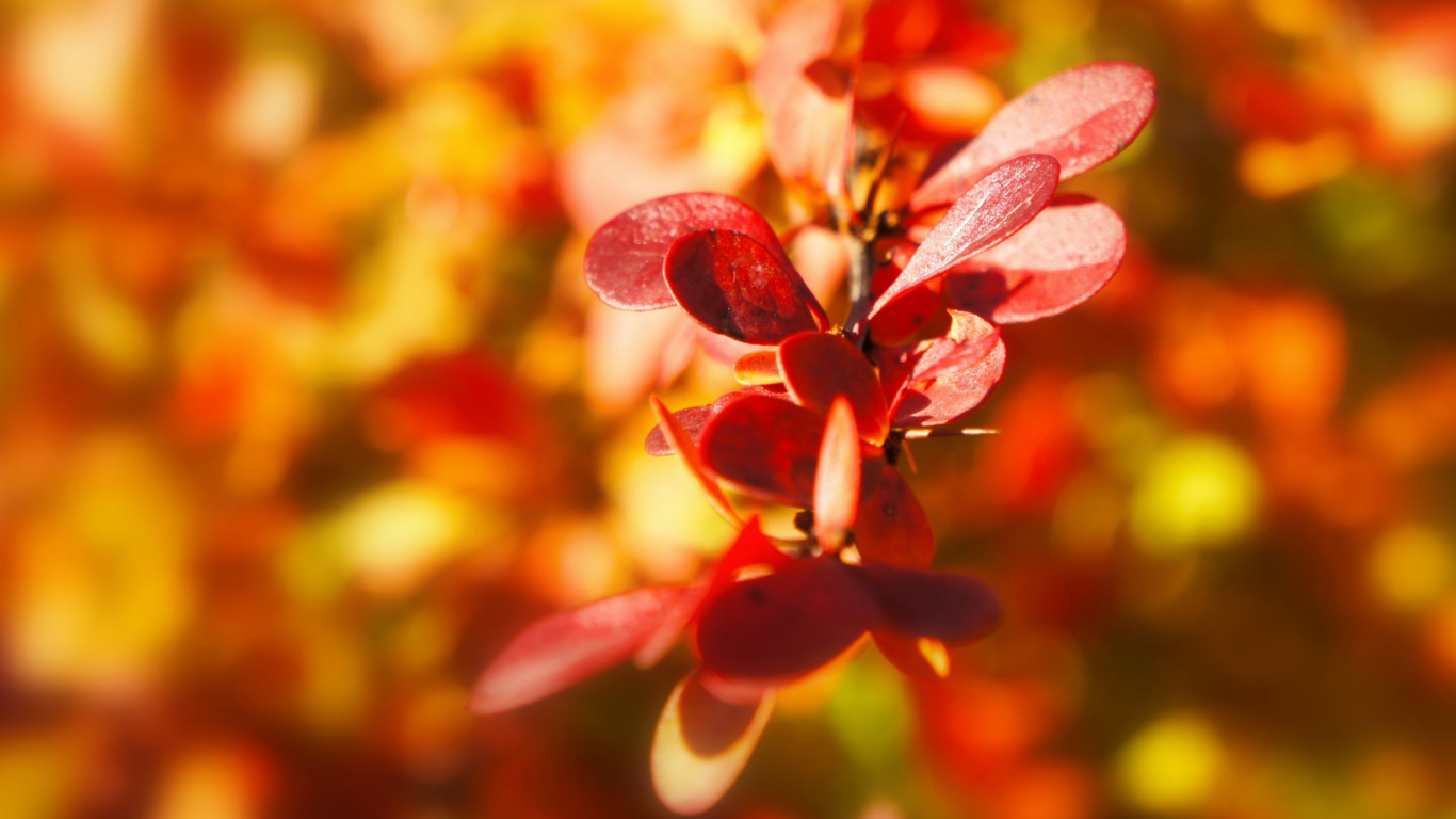 Обои осень, расцвет, цветочные, макро фотография, макросъемка в разрешении 1366x768