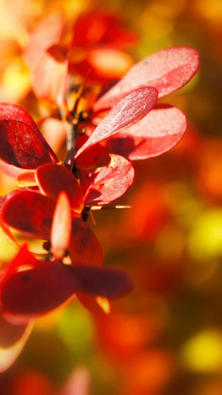 Обои осень, расцвет, цветочные, макро фотография, макросъемка в разрешении 750x1334