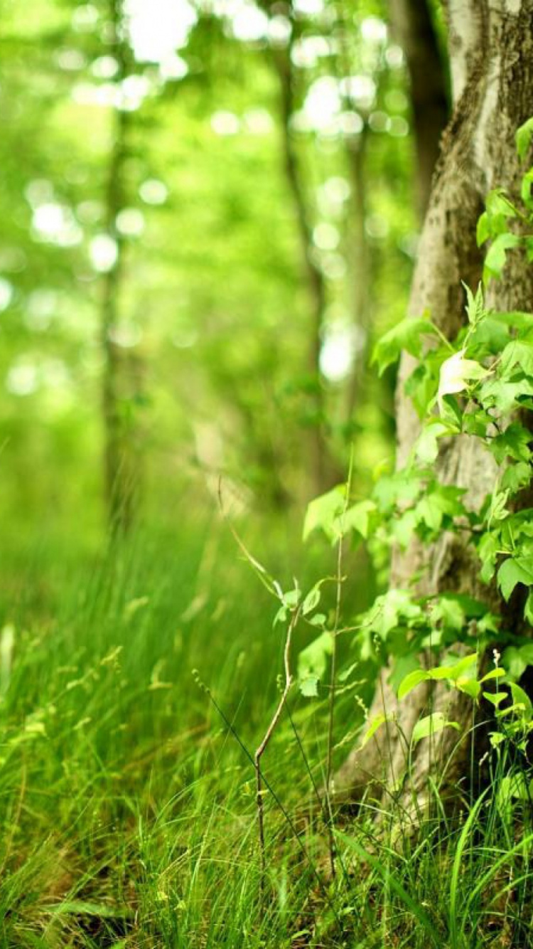 Обои лес, дерево, зеленый, природа, растительность в разрешении 750x1334