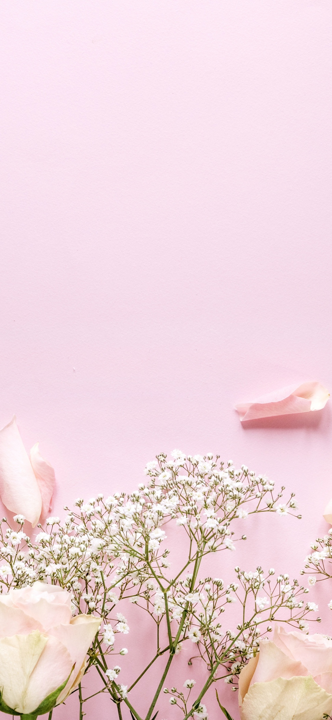 Обои растение, гадание, цветковое растение, стебель растения, расцвет в разрешении 1125x2436