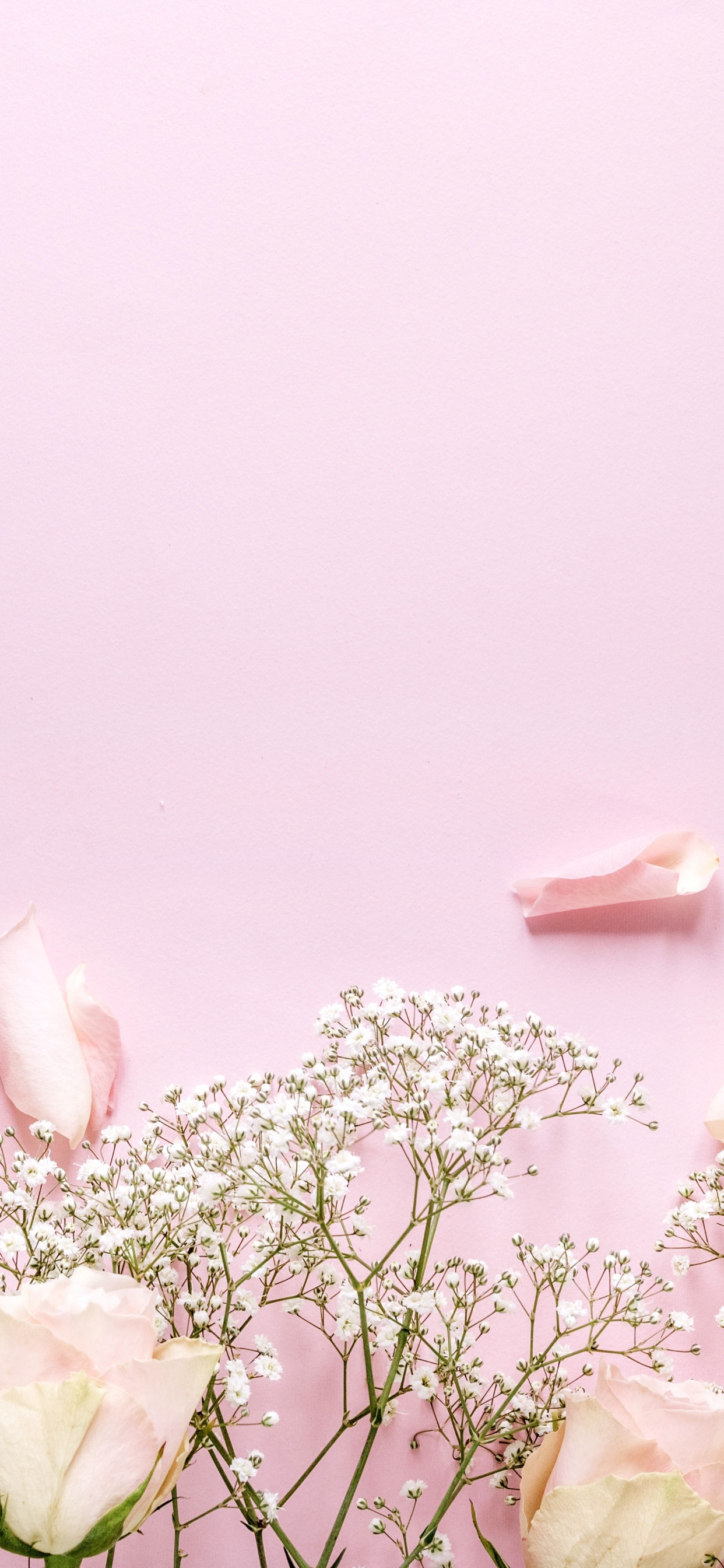 Обои растение, гадание, цветковое растение, стебель растения, расцвет в разрешении 1242x2688