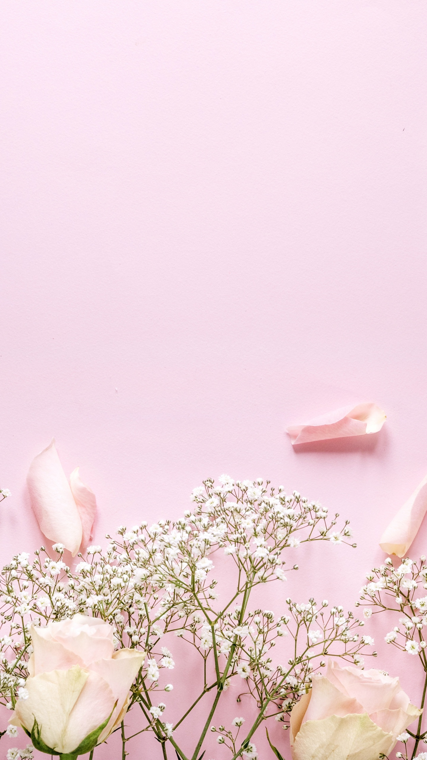 Обои растение, гадание, цветковое растение, стебель растения, расцвет в разрешении 1440x2560