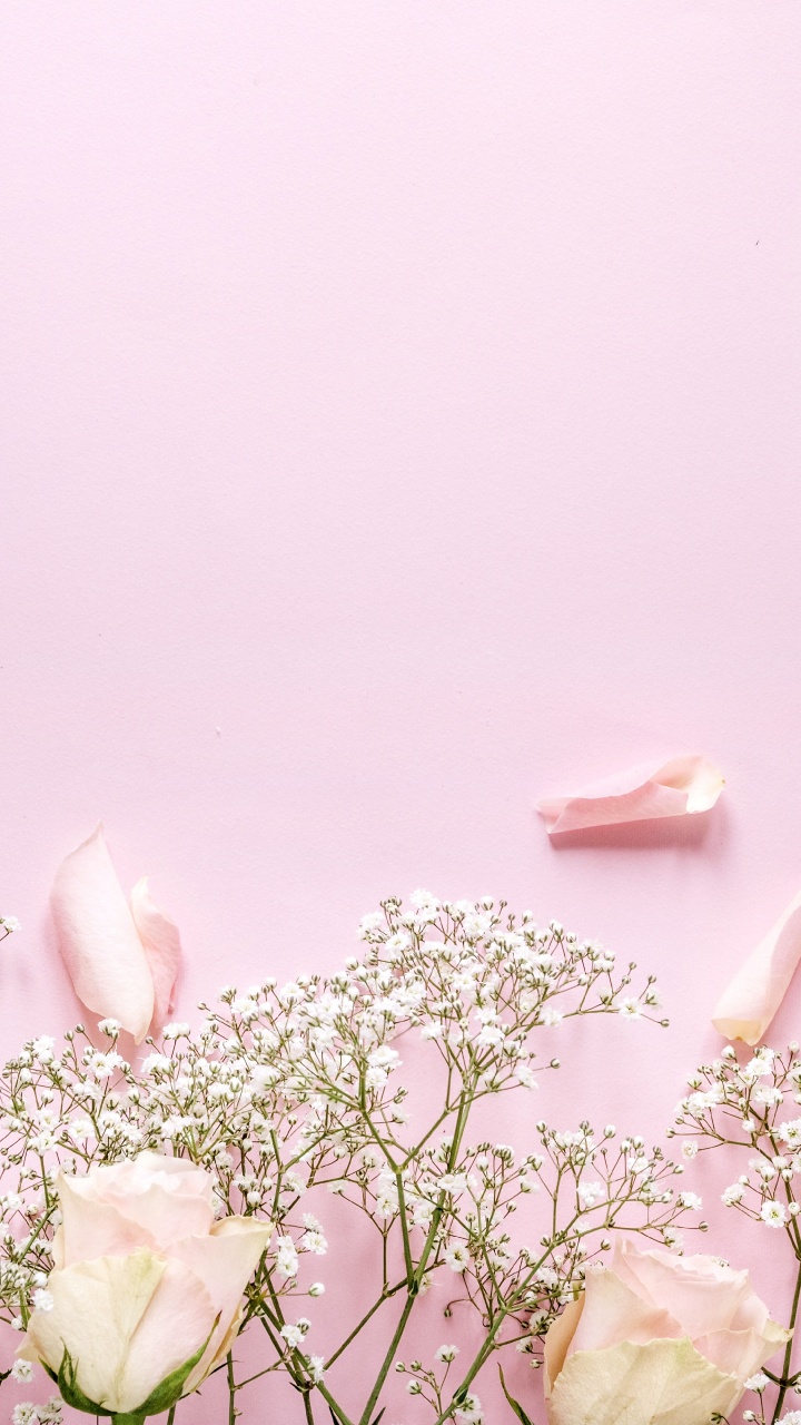 Обои растение, гадание, цветковое растение, стебель растения, расцвет в разрешении 720x1280