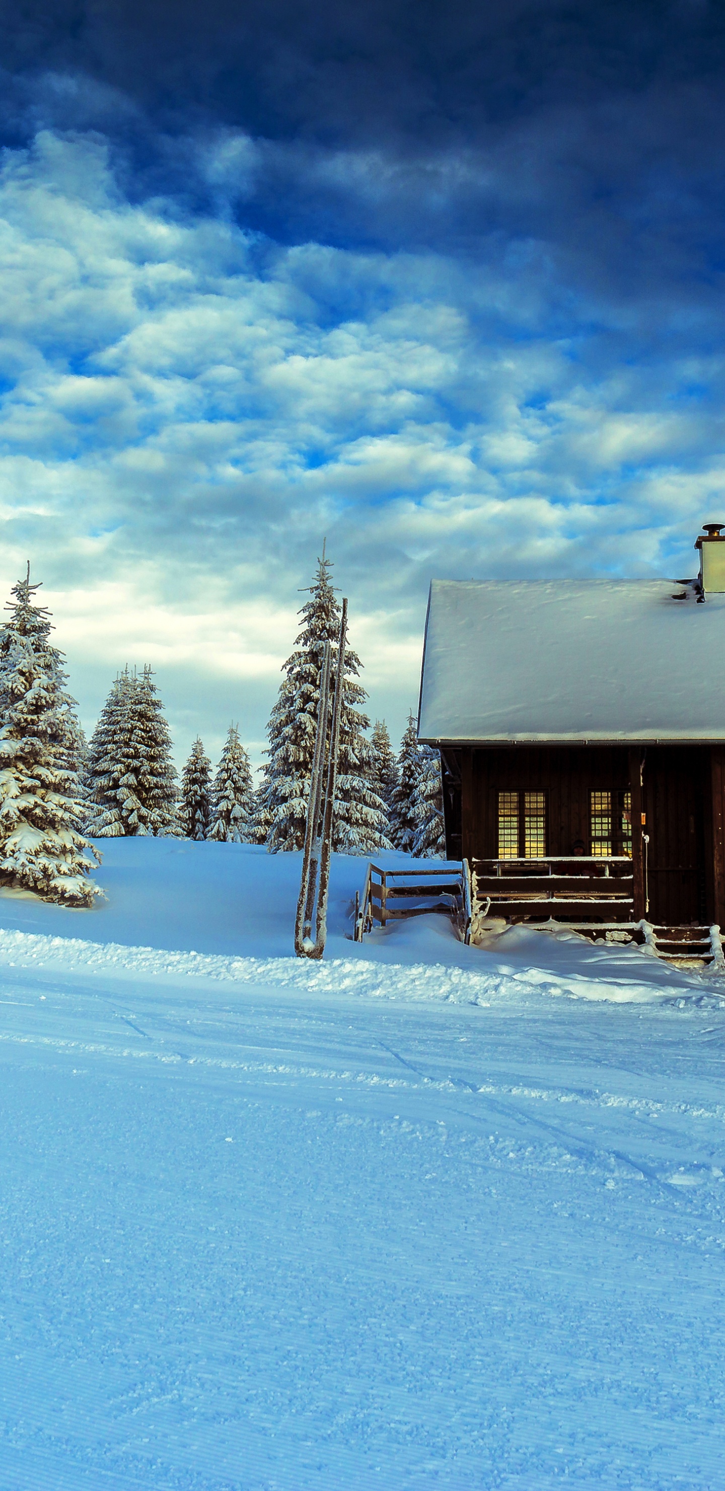 Обои зима, снег, синий, дерево, замораживание в разрешении 1440x2960