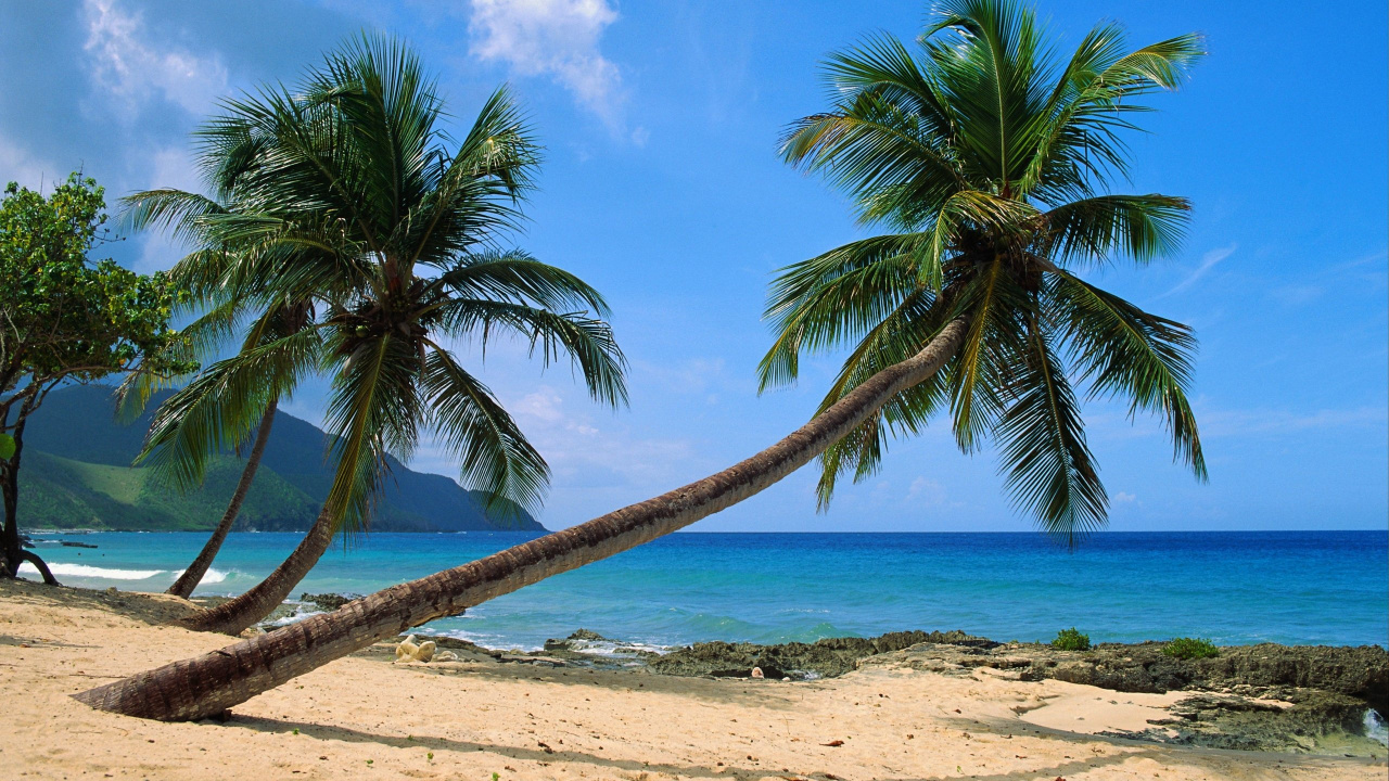 Обои дерево, тропическая зона, Пальма, Карибский бассейн, пляж в разрешении 1280x720